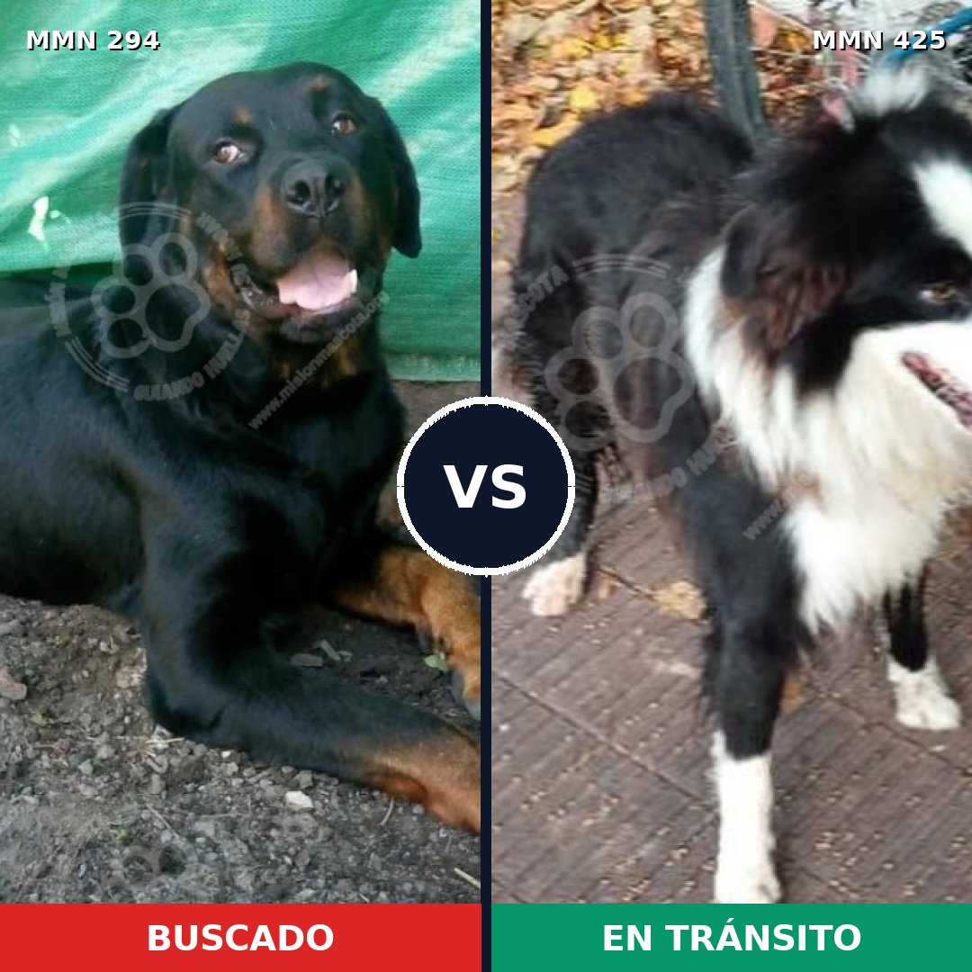 Comparativa MMS 6149: mascota perdida y mascota encontrada, 44% de similitud