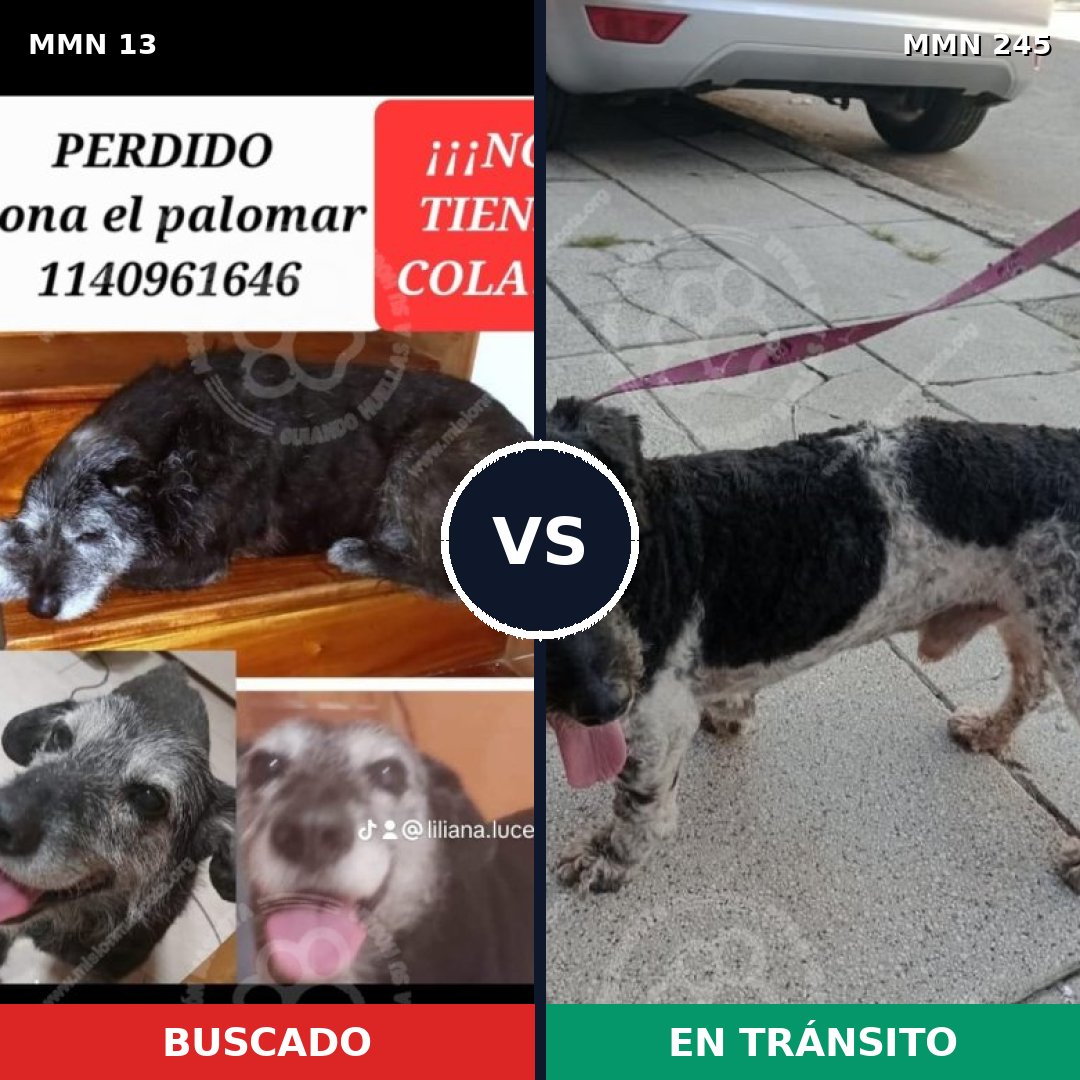 Comparativa MMS 615: mascota perdida y mascota encontrada, 91% de similitud