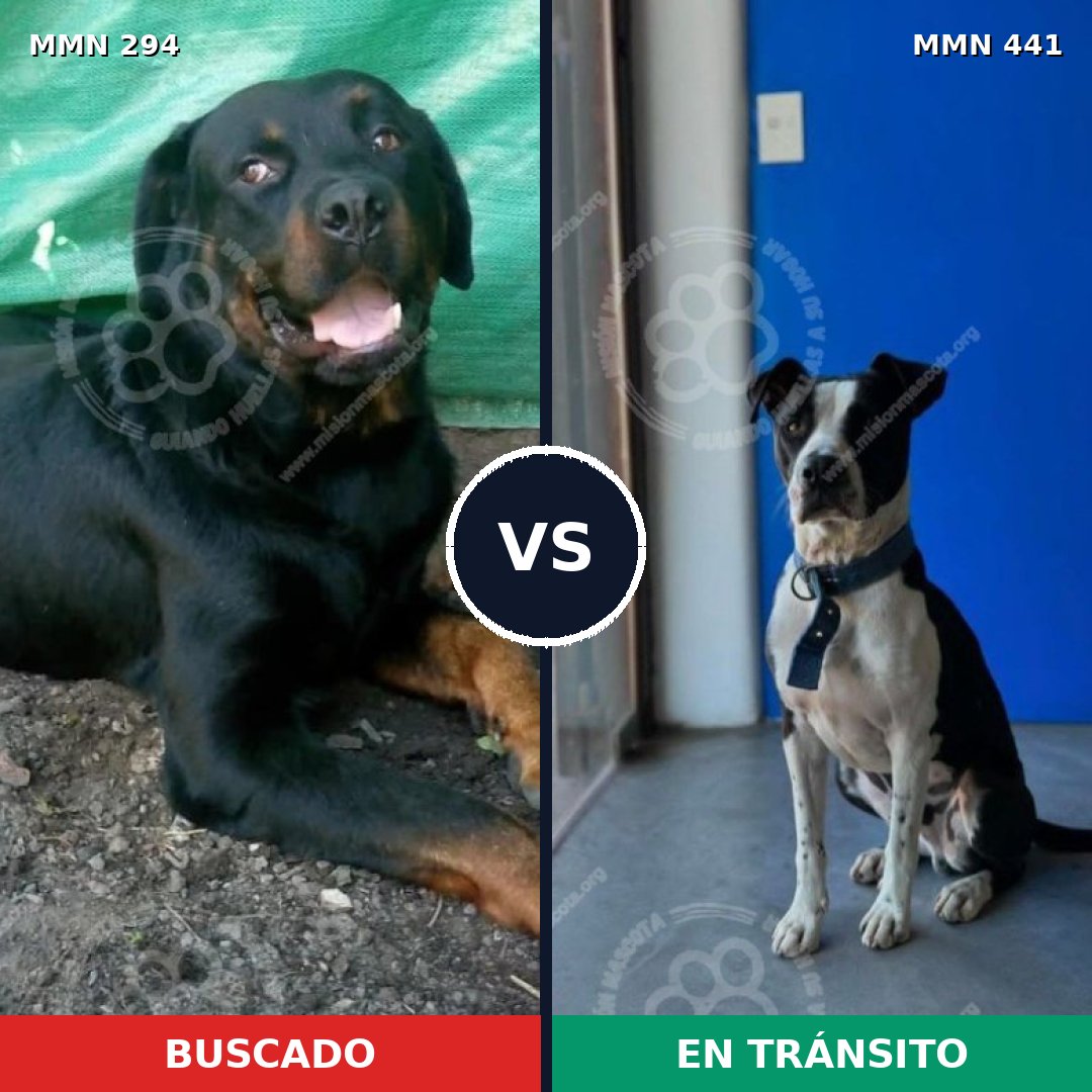 Comparativa MMS 6150: mascota perdida y mascota encontrada, 52% de similitud