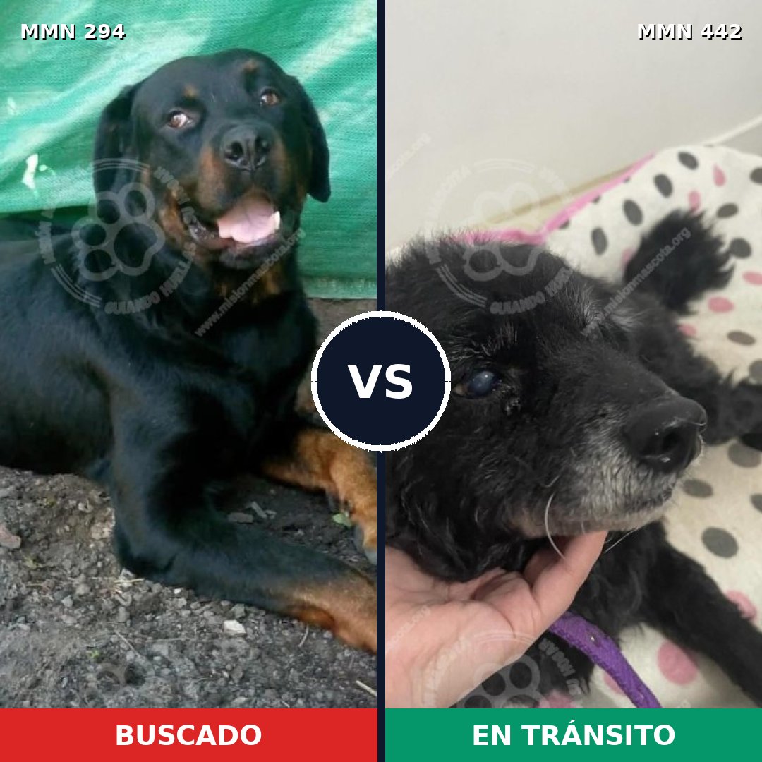 Comparativa MMS 6151: mascota perdida y mascota encontrada, 3% de similitud
