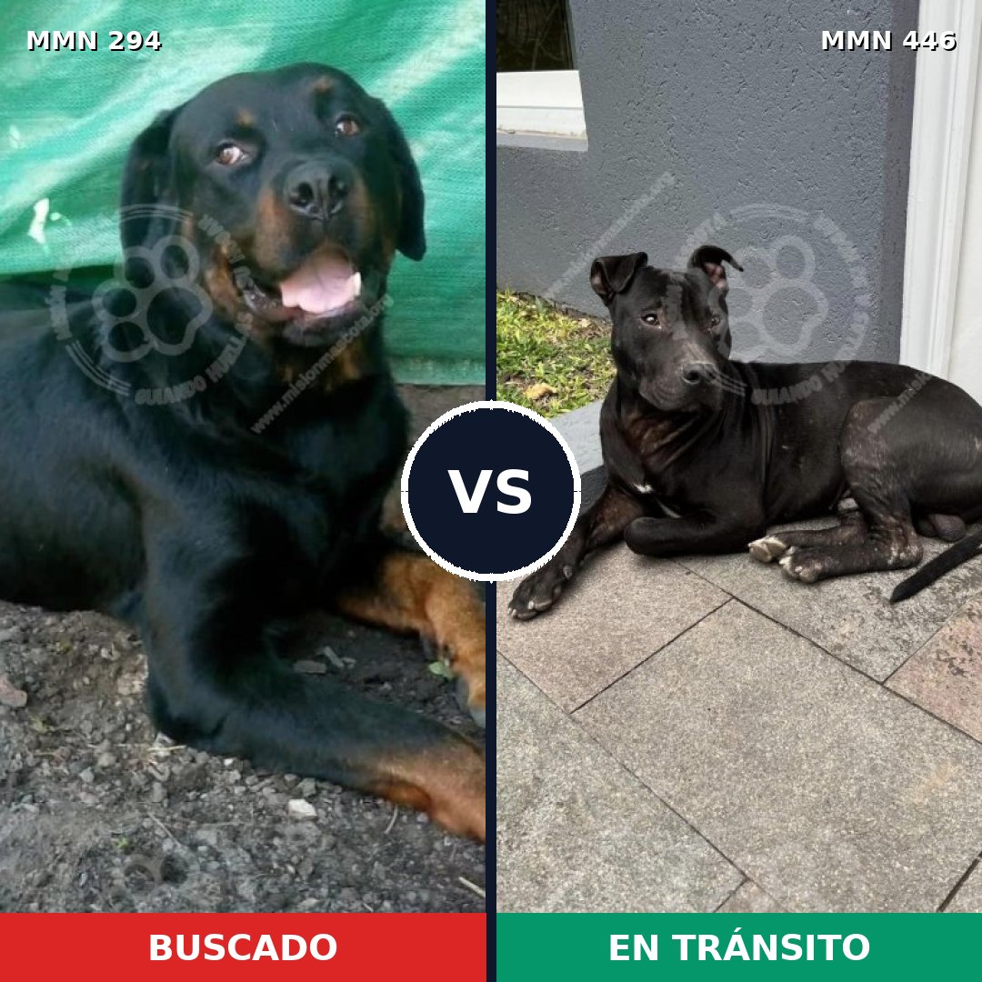Comparativa MMS 6152: mascota perdida y mascota encontrada, 11% de similitud