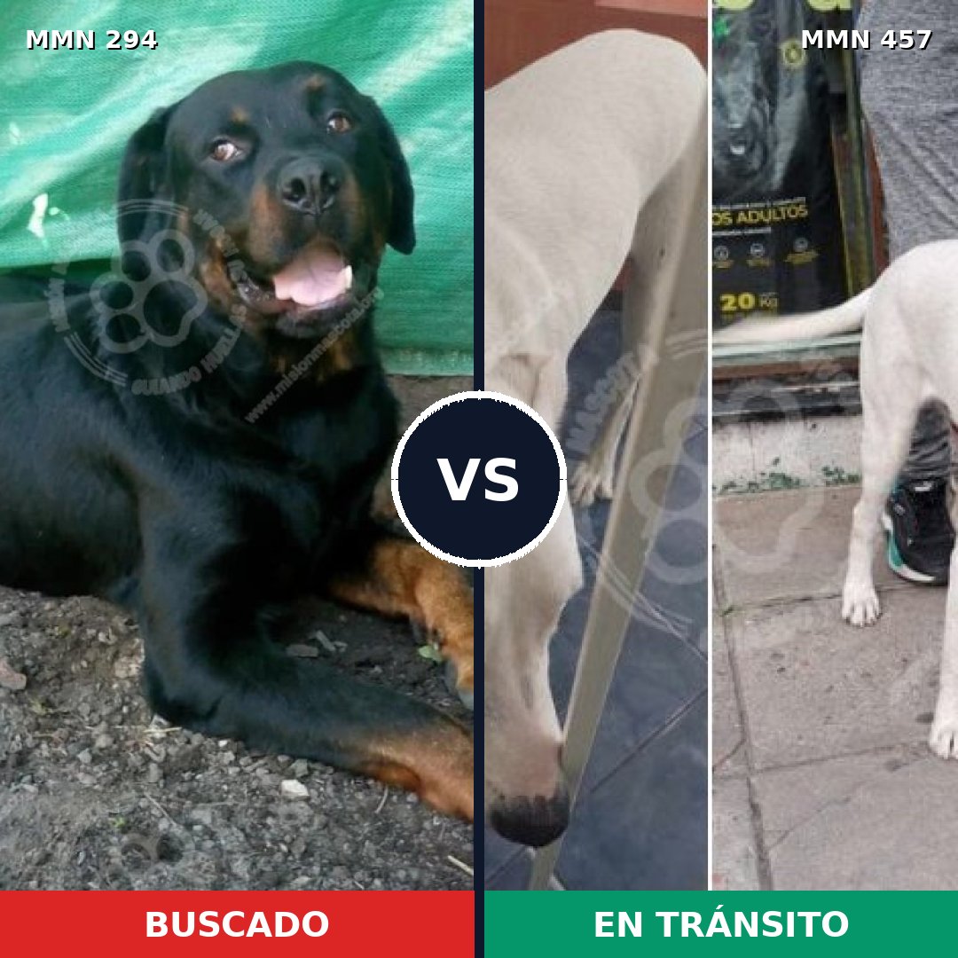 Comparativa MMS 6153: mascota perdida y mascota encontrada, 11% de similitud