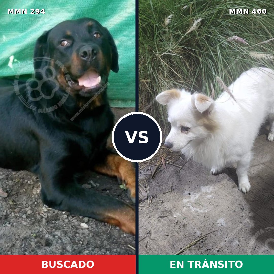 Comparativa MMS 6154: mascota perdida y mascota encontrada, 8% de similitud
