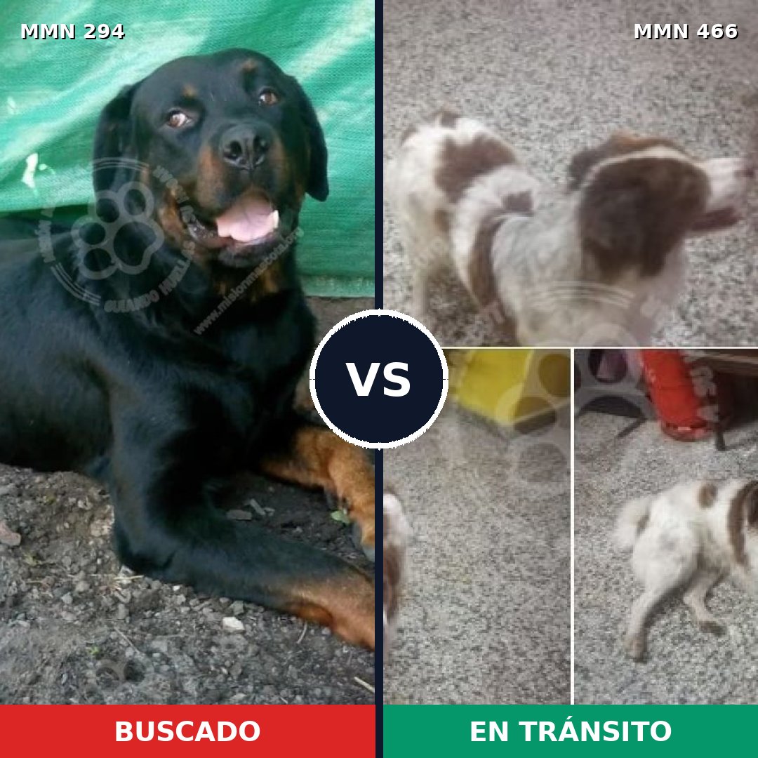 Comparativa MMS 6155: mascota perdida y mascota encontrada, 9% de similitud