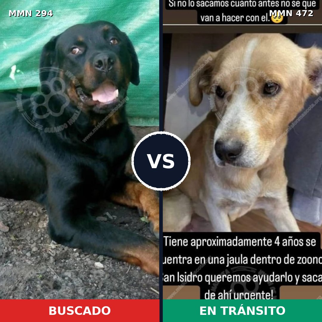 Comparativa MMS 6156: mascota perdida y mascota encontrada, 11% de similitud