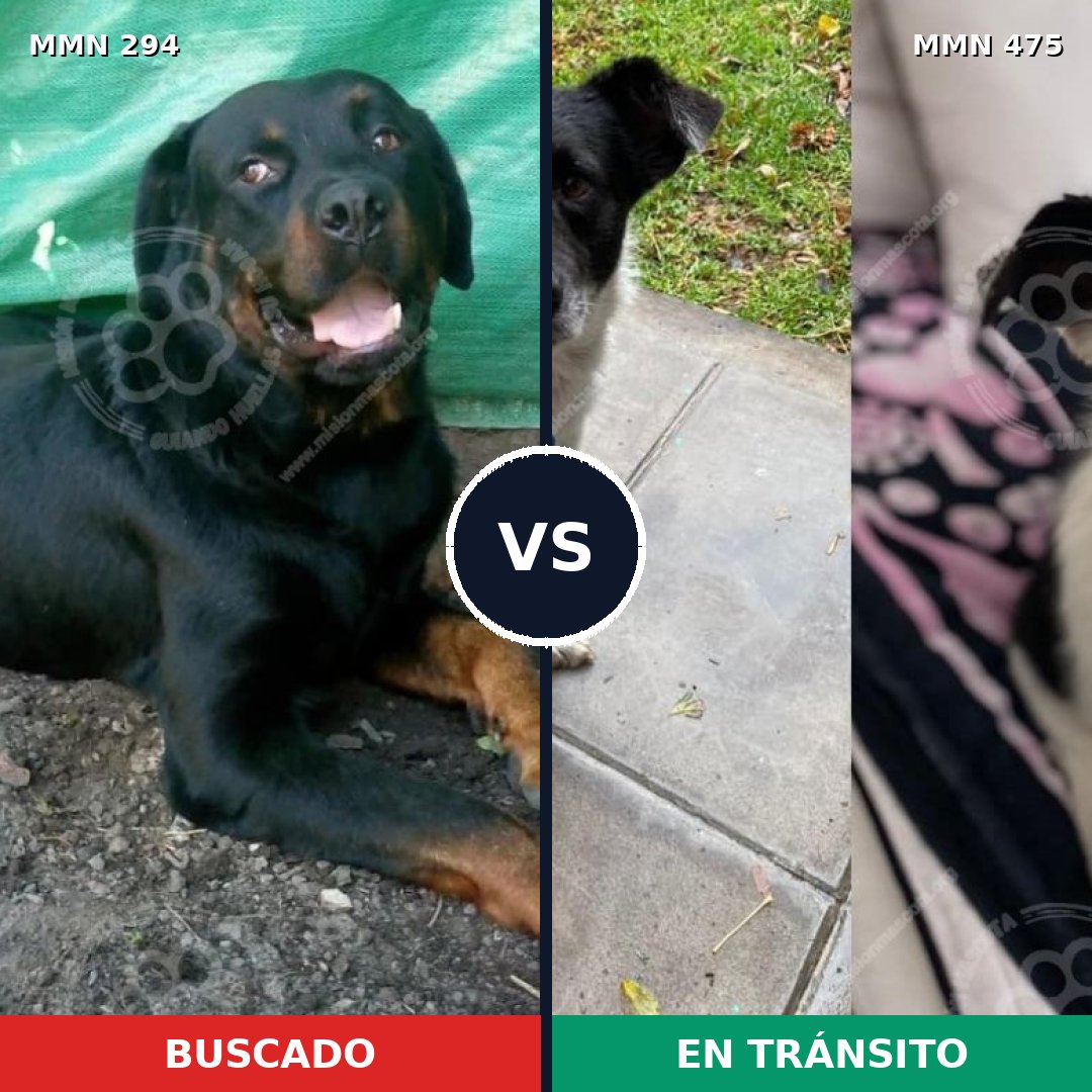 Comparativa MMS 6157: mascota perdida y mascota encontrada, 11% de similitud
