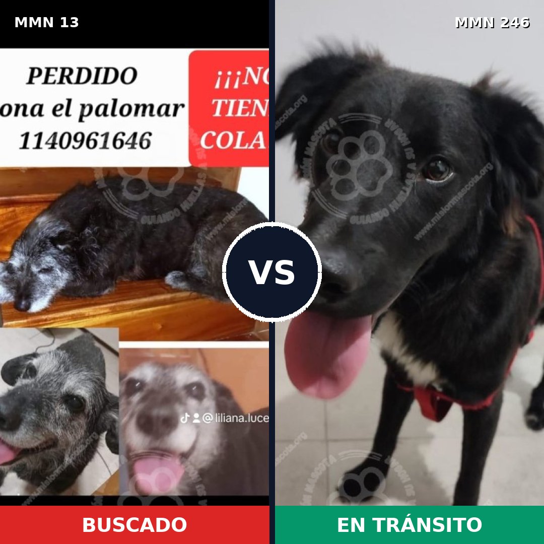 Comparativa MMS 616: mascota perdida y mascota encontrada, 91% de similitud