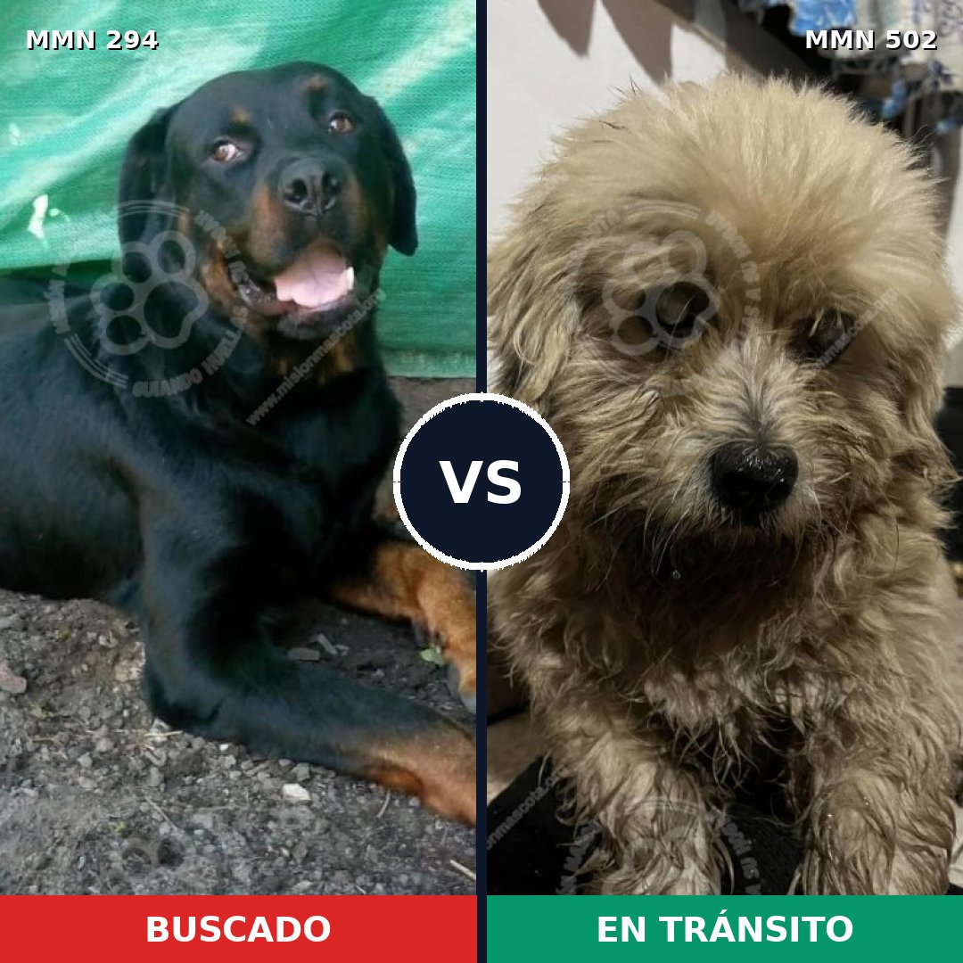 Comparativa MMS 6160: mascota perdida y mascota encontrada, 20% de similitud