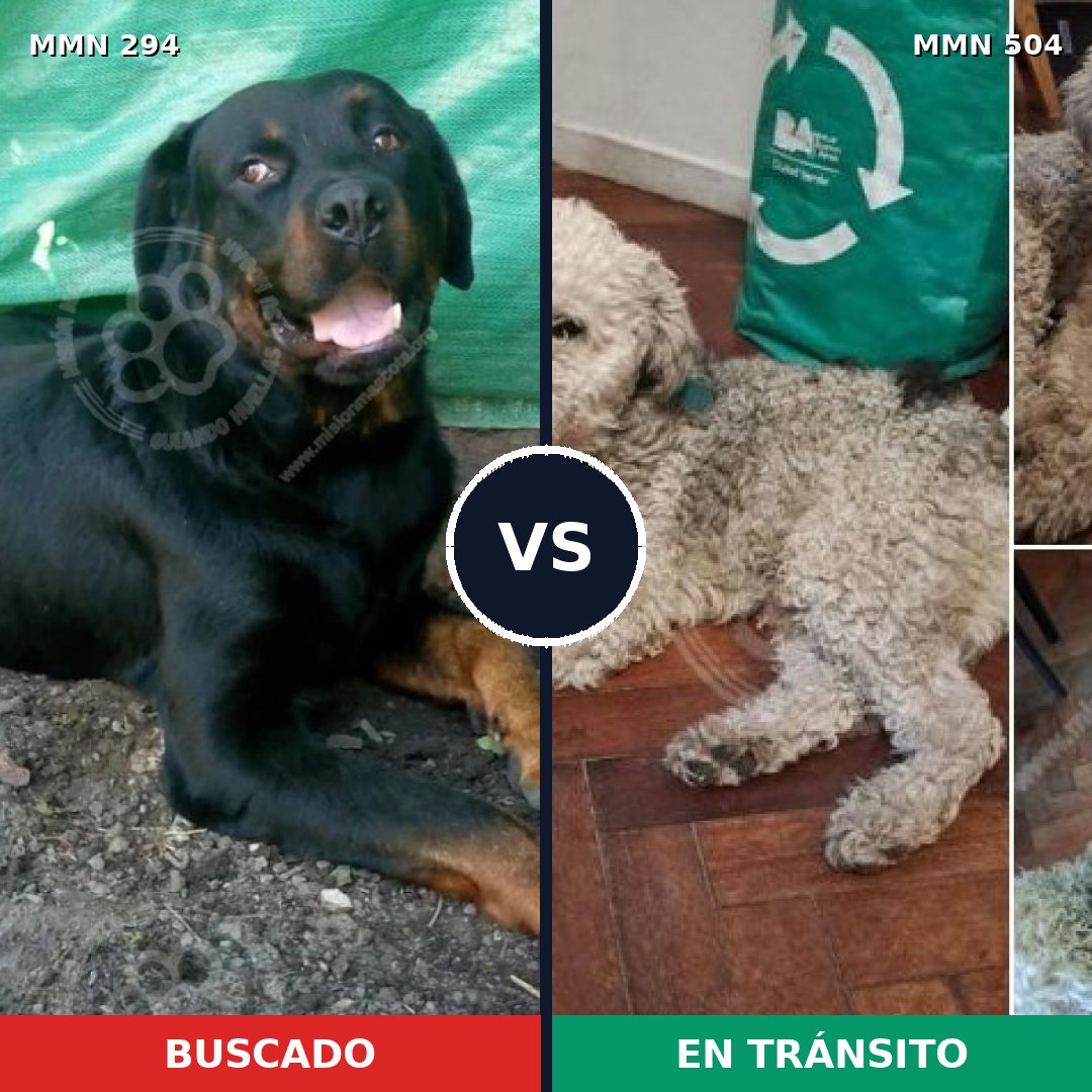 Comparativa MMS 6161: mascota perdida y mascota encontrada, 8% de similitud