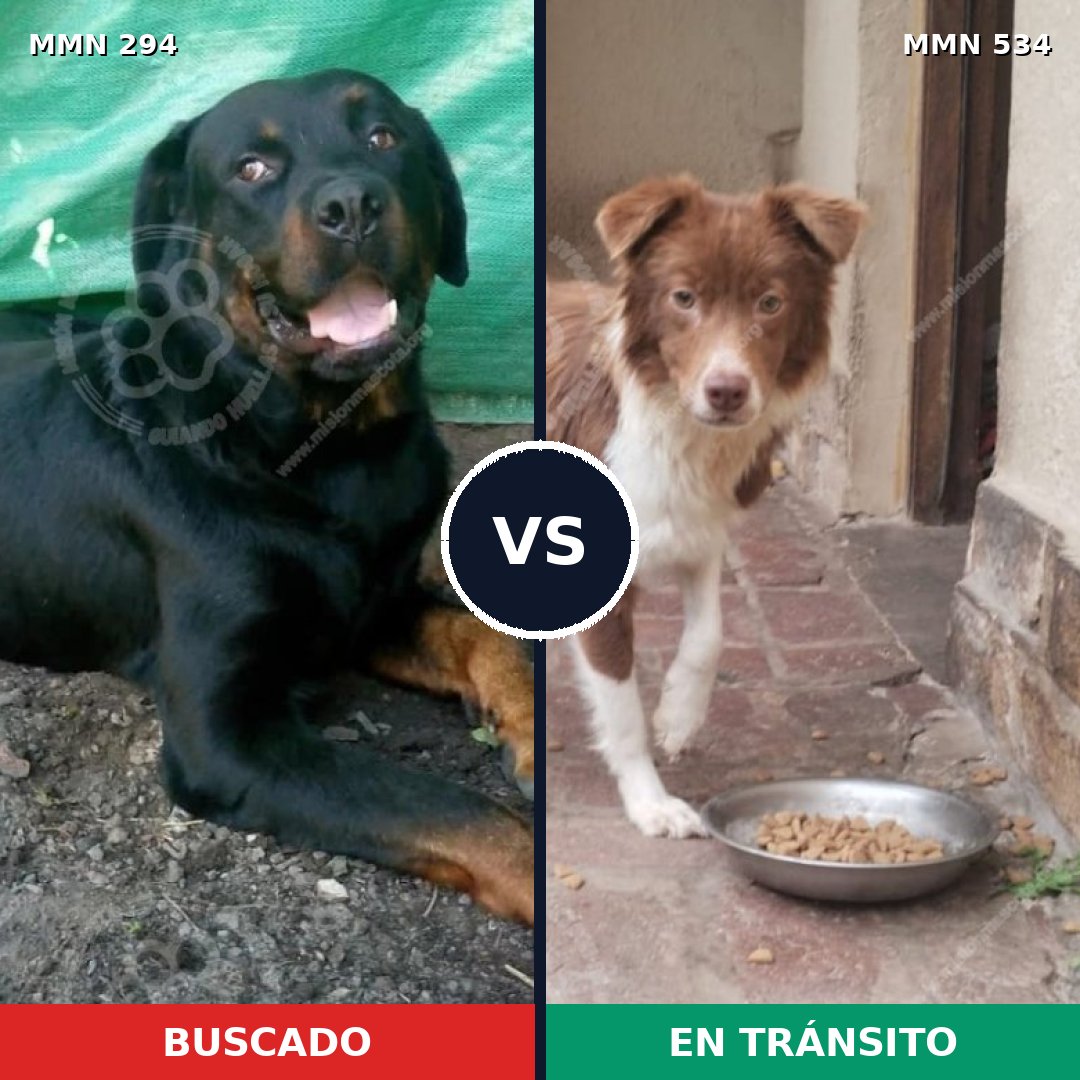 Comparativa MMS 6163: mascota perdida y mascota encontrada, 16% de similitud