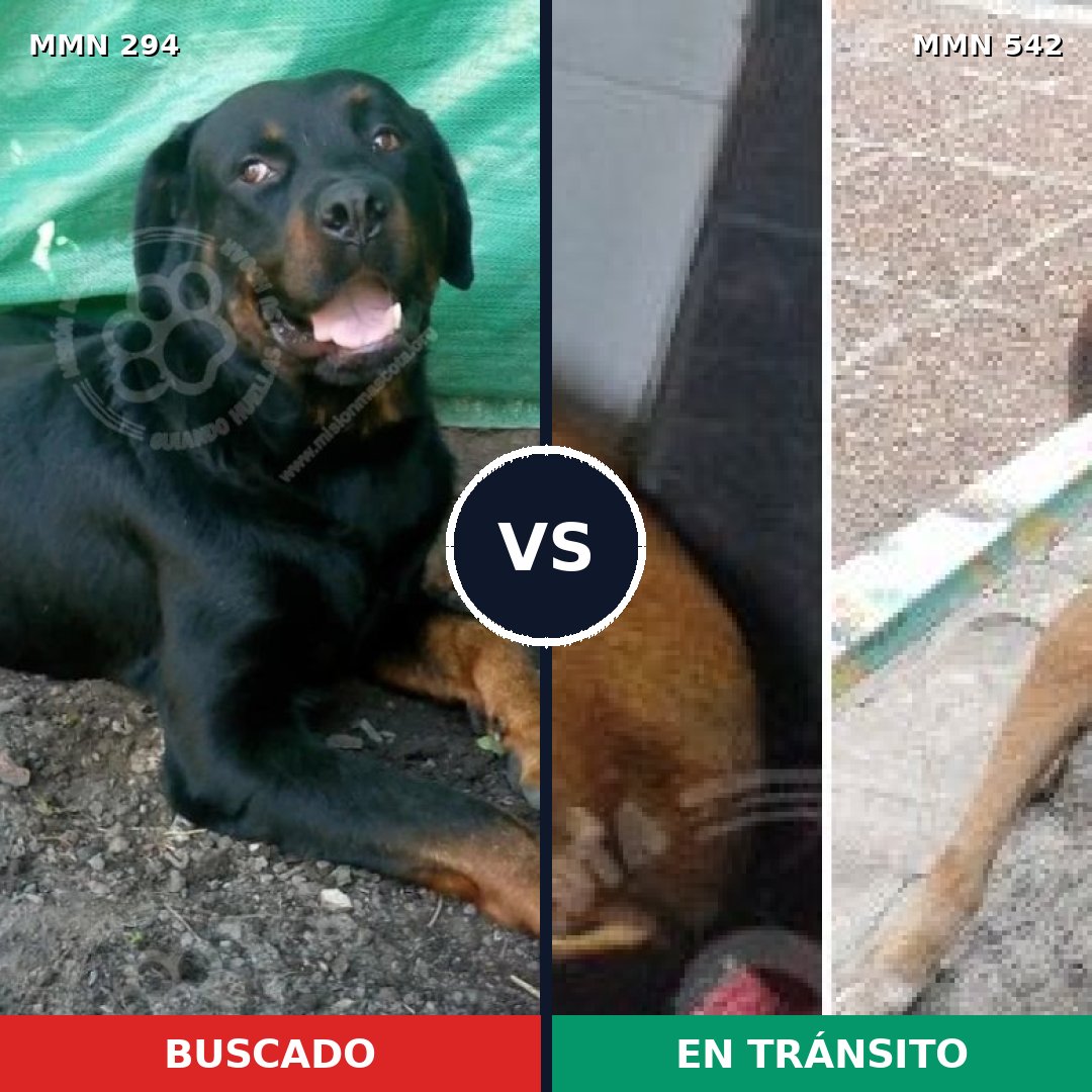 Comparativa MMS 6164: mascota perdida y mascota encontrada, 61% de similitud