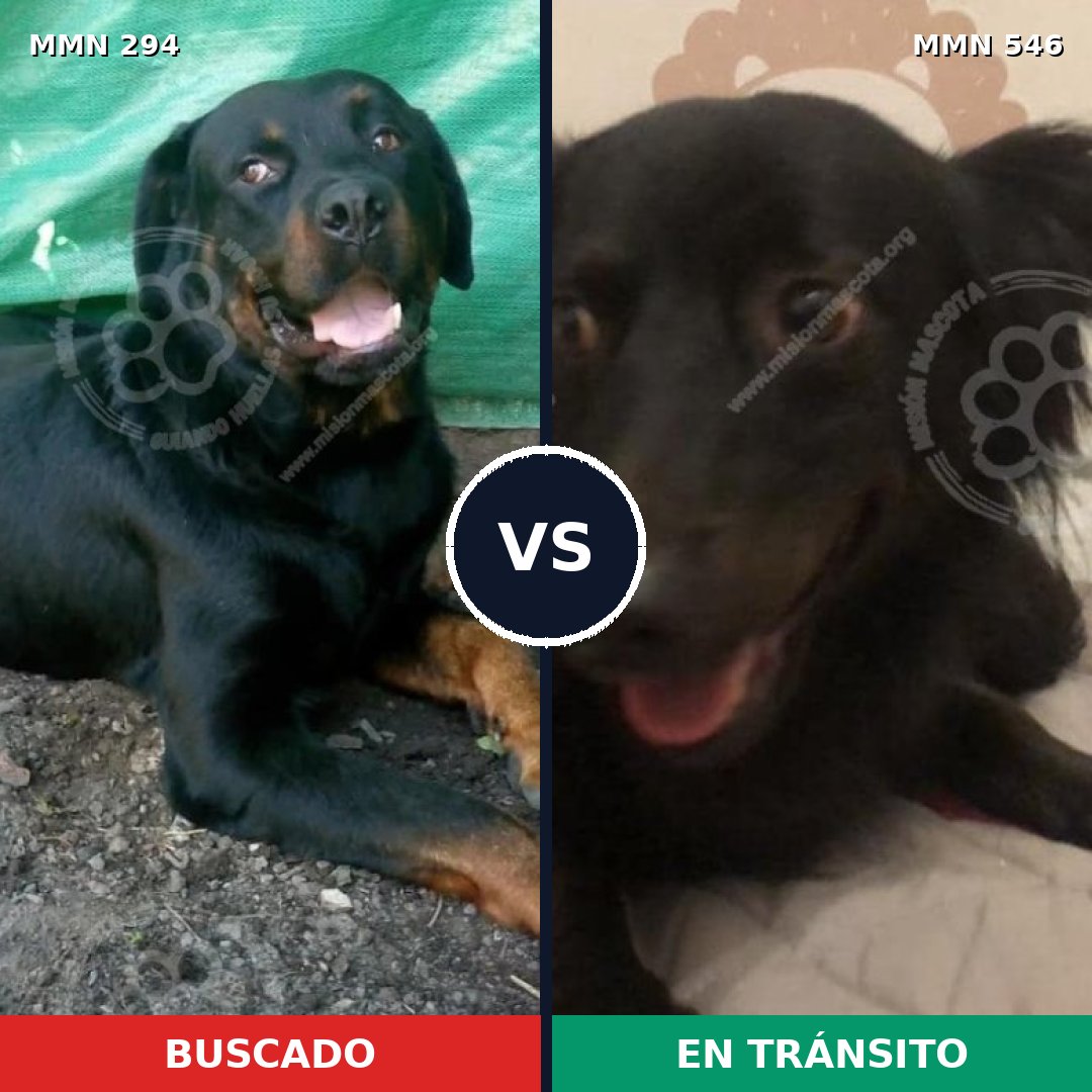 Comparativa MMS 6165: mascota perdida y mascota encontrada, 7% de similitud