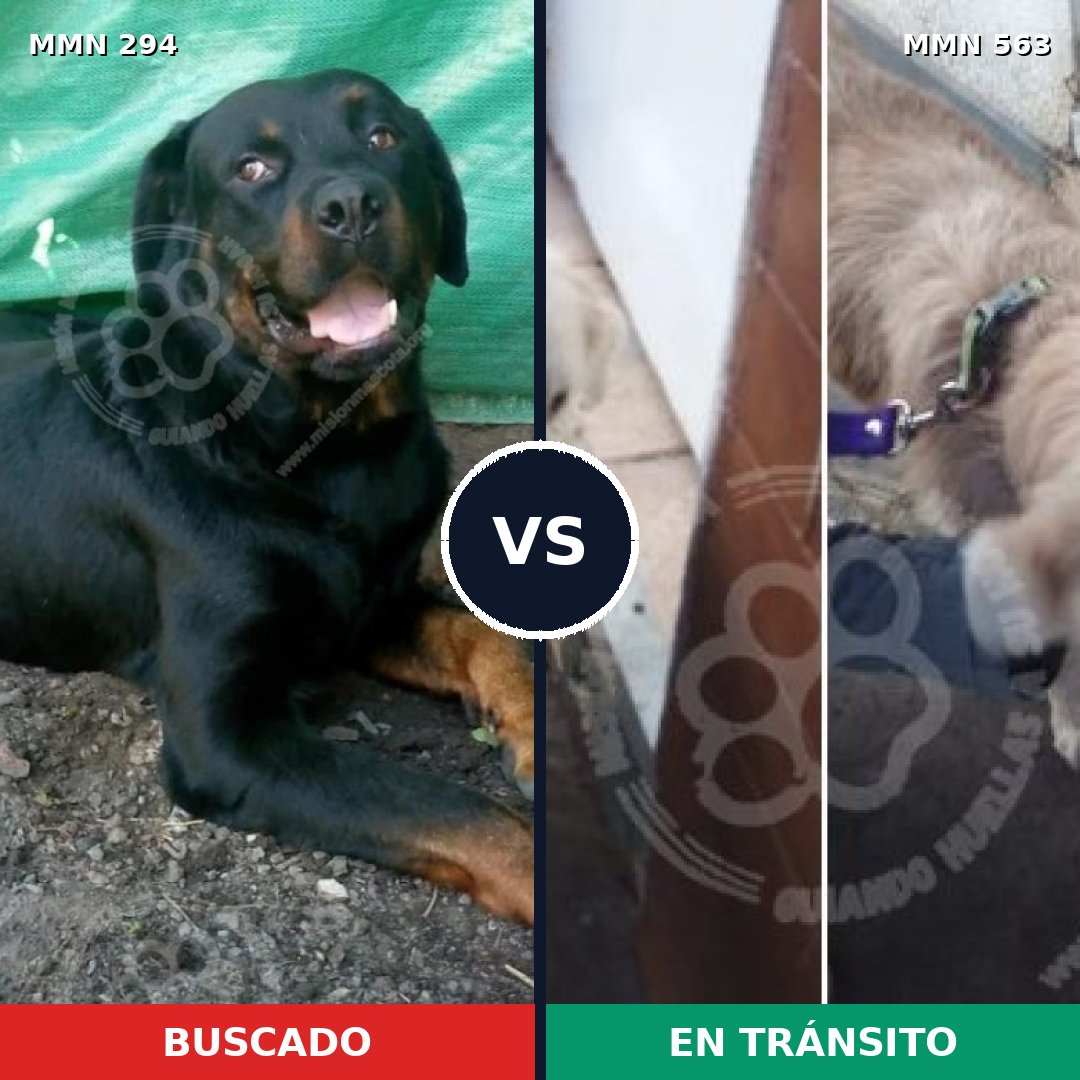 Comparativa MMS 6167: mascota perdida y mascota encontrada, 7% de similitud