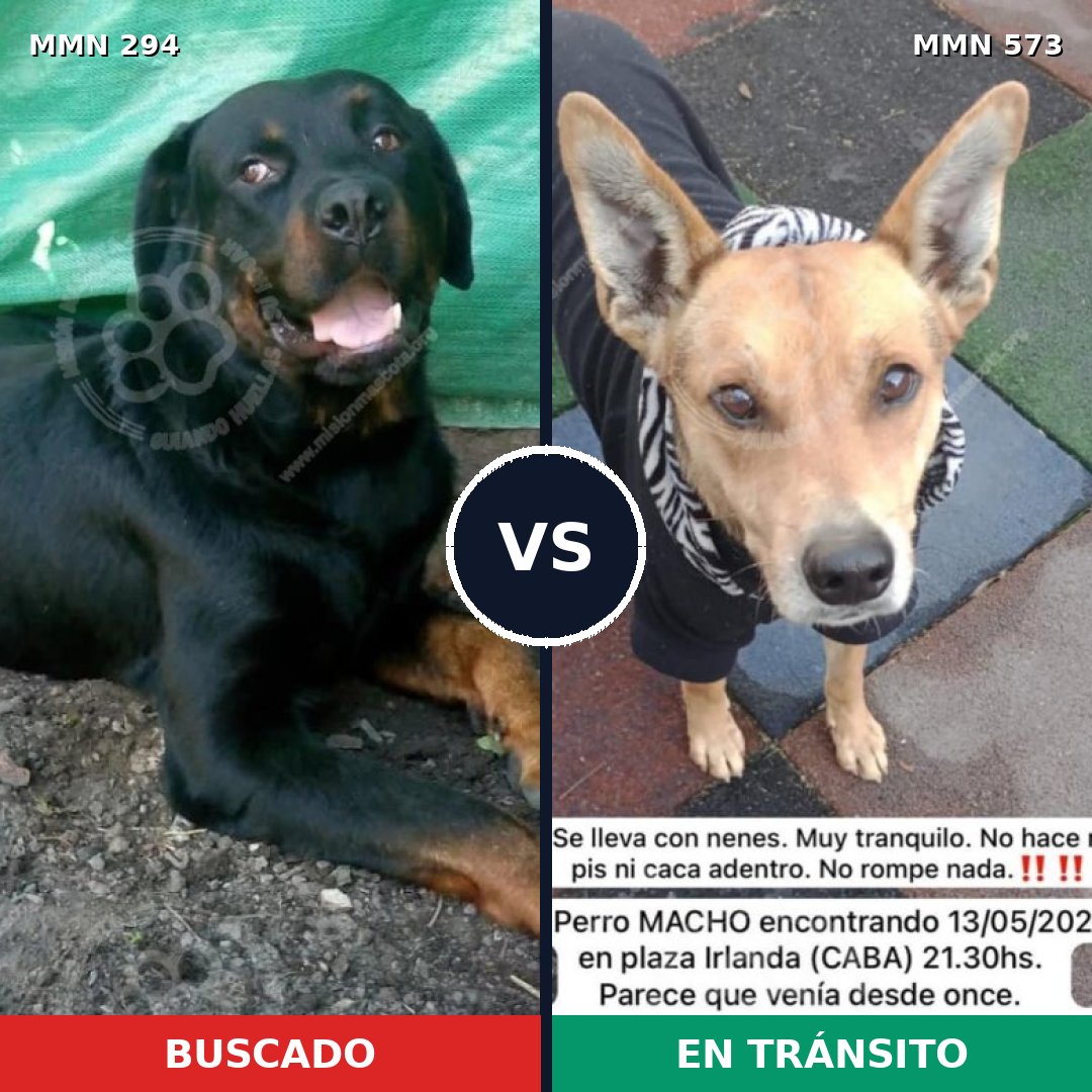 Comparativa MMS 6168: mascota perdida y mascota encontrada, 11% de similitud