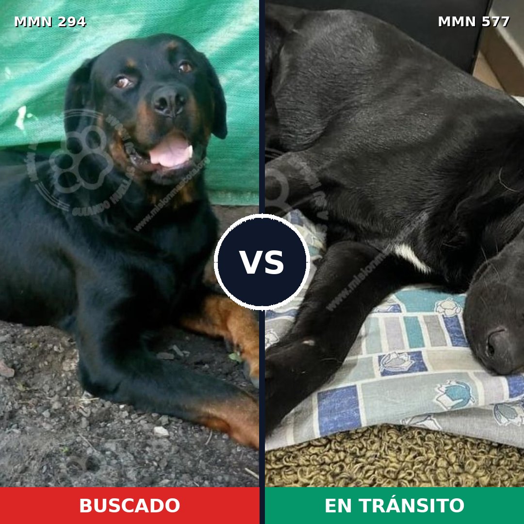 Comparativa MMS 6169: mascota perdida y mascota encontrada, 6% de similitud