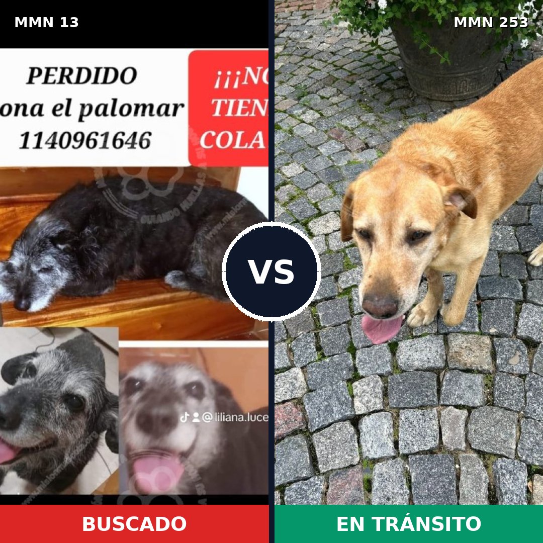 Comparativa MMS 617: mascota perdida y mascota encontrada, 60% de similitud