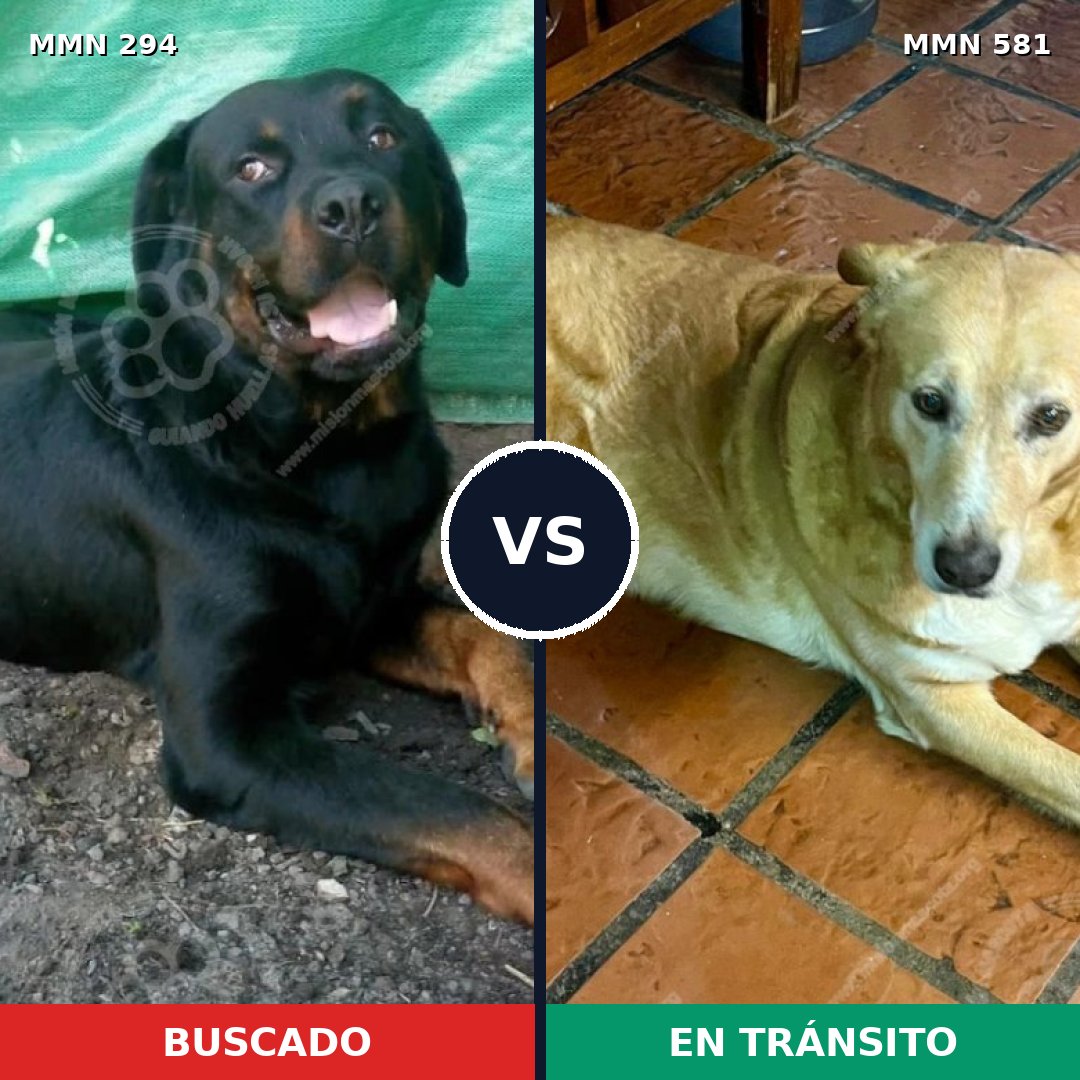 Comparativa MMS 6170: mascota perdida y mascota encontrada, 62% de similitud