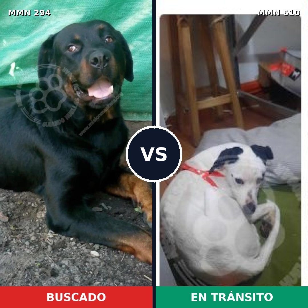Comparativa MMS 6172: mascota perdida y mascota encontrada, 10% de similitud