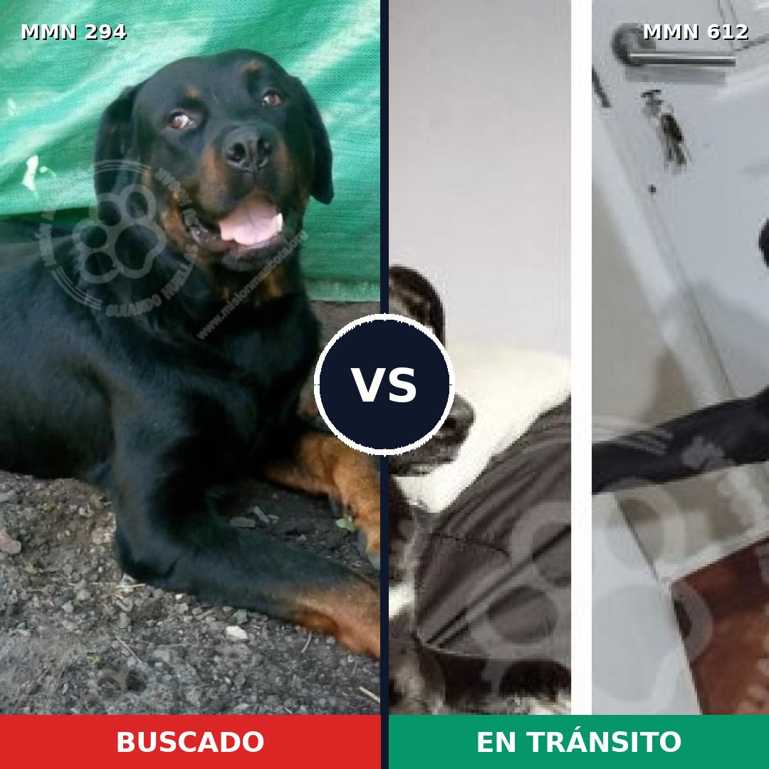 Comparativa MMS 6173: mascota perdida y mascota encontrada, 6% de similitud