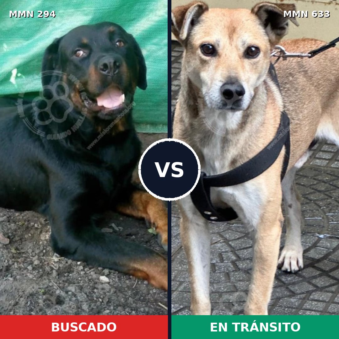 Comparativa MMS 6174: mascota perdida y mascota encontrada, 8% de similitud