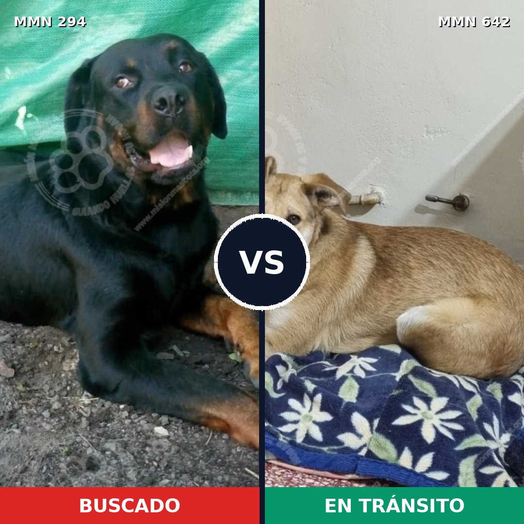 Comparativa MMS 6175: mascota perdida y mascota encontrada, 46% de similitud