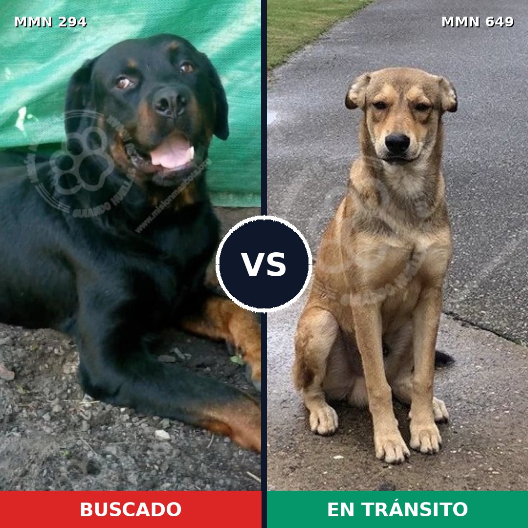 Comparativa MMS 6176: mascota perdida y mascota encontrada, 43% de similitud