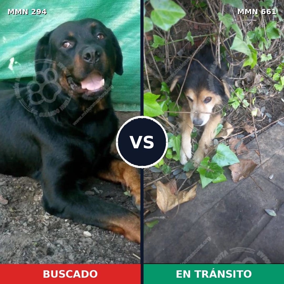 Comparativa MMS 6177: mascota perdida y mascota encontrada, 33% de similitud