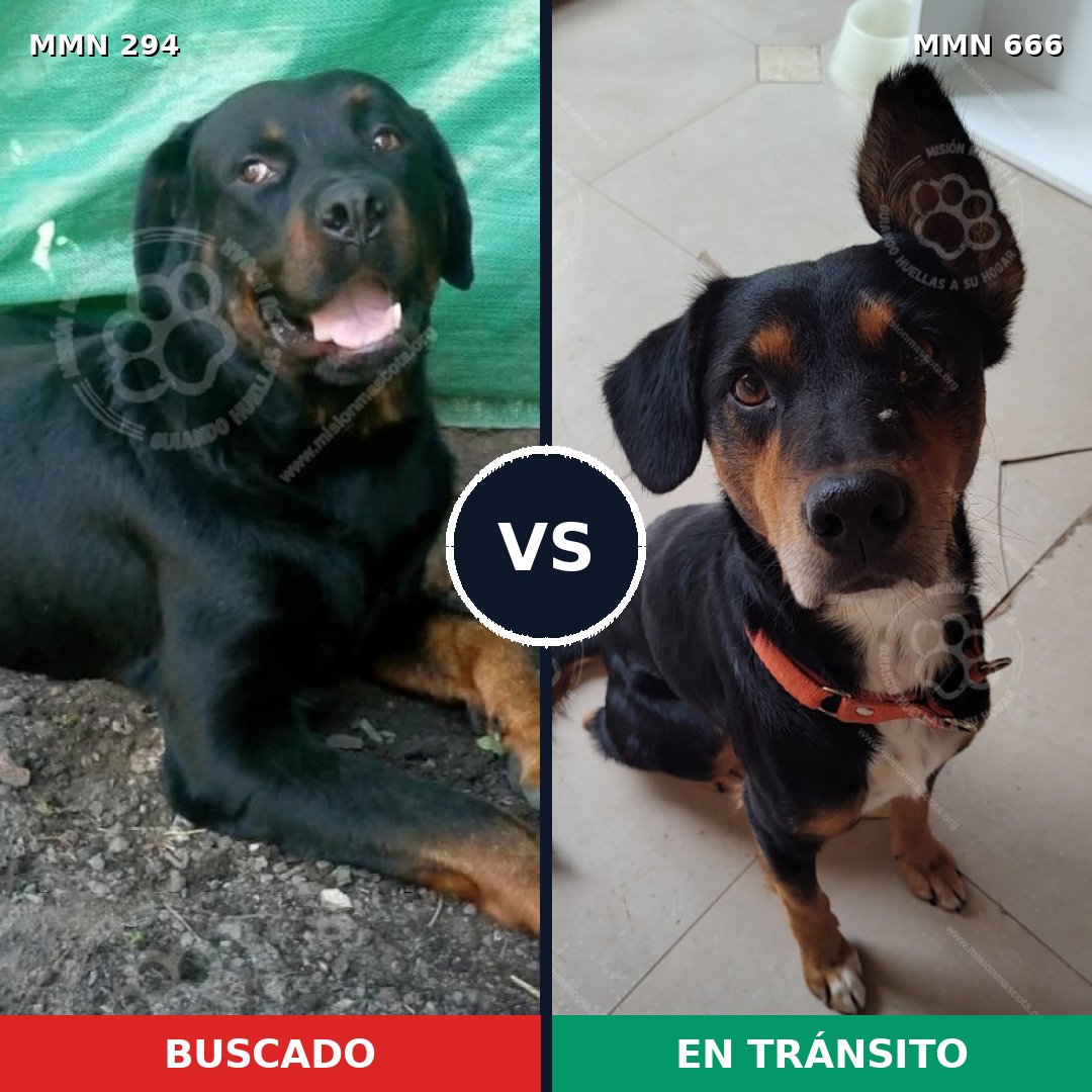 Comparativa MMS 6179: mascota perdida y mascota encontrada, 3% de similitud