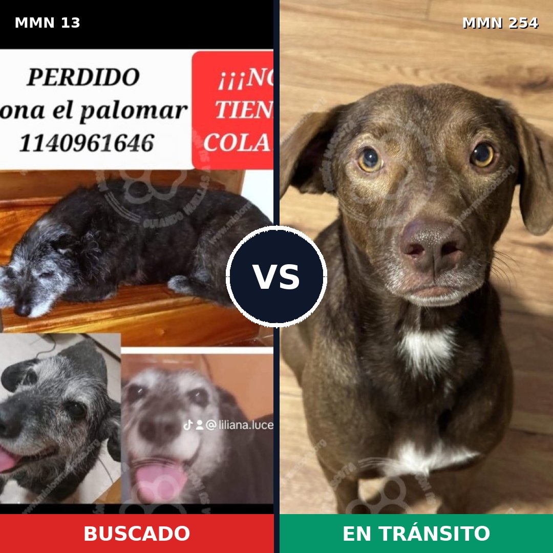 Comparativa MMS 618: mascota perdida y mascota encontrada, 75% de similitud