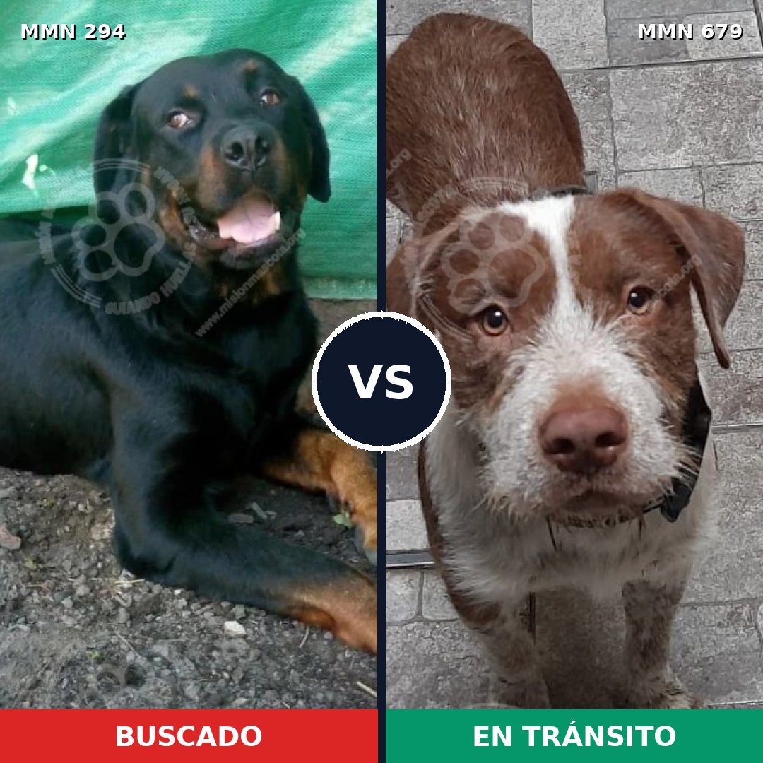 Comparativa MMS 6180: mascota perdida y mascota encontrada, 45% de similitud