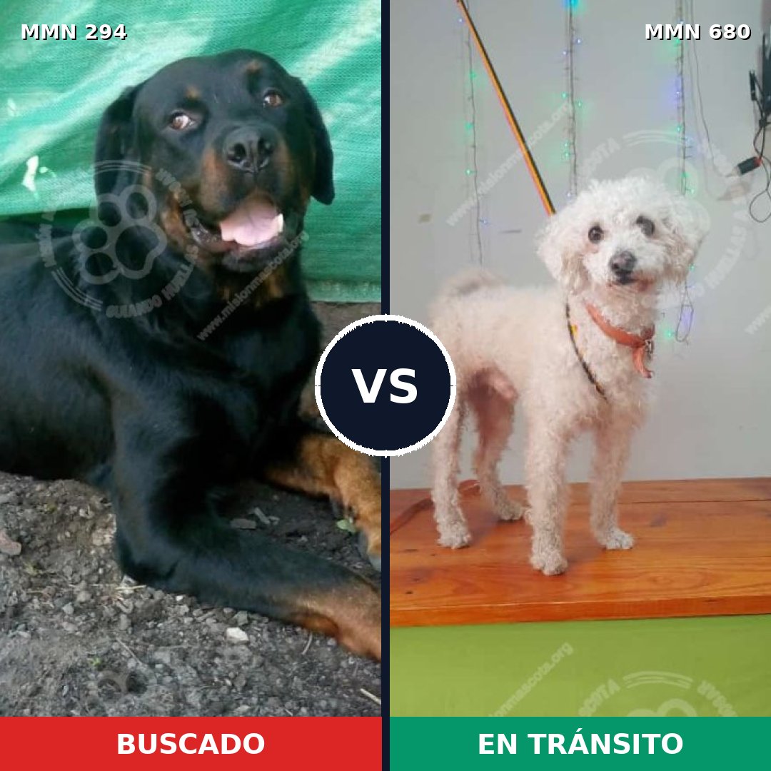 Comparativa MMS 6181: mascota perdida y mascota encontrada, 8% de similitud