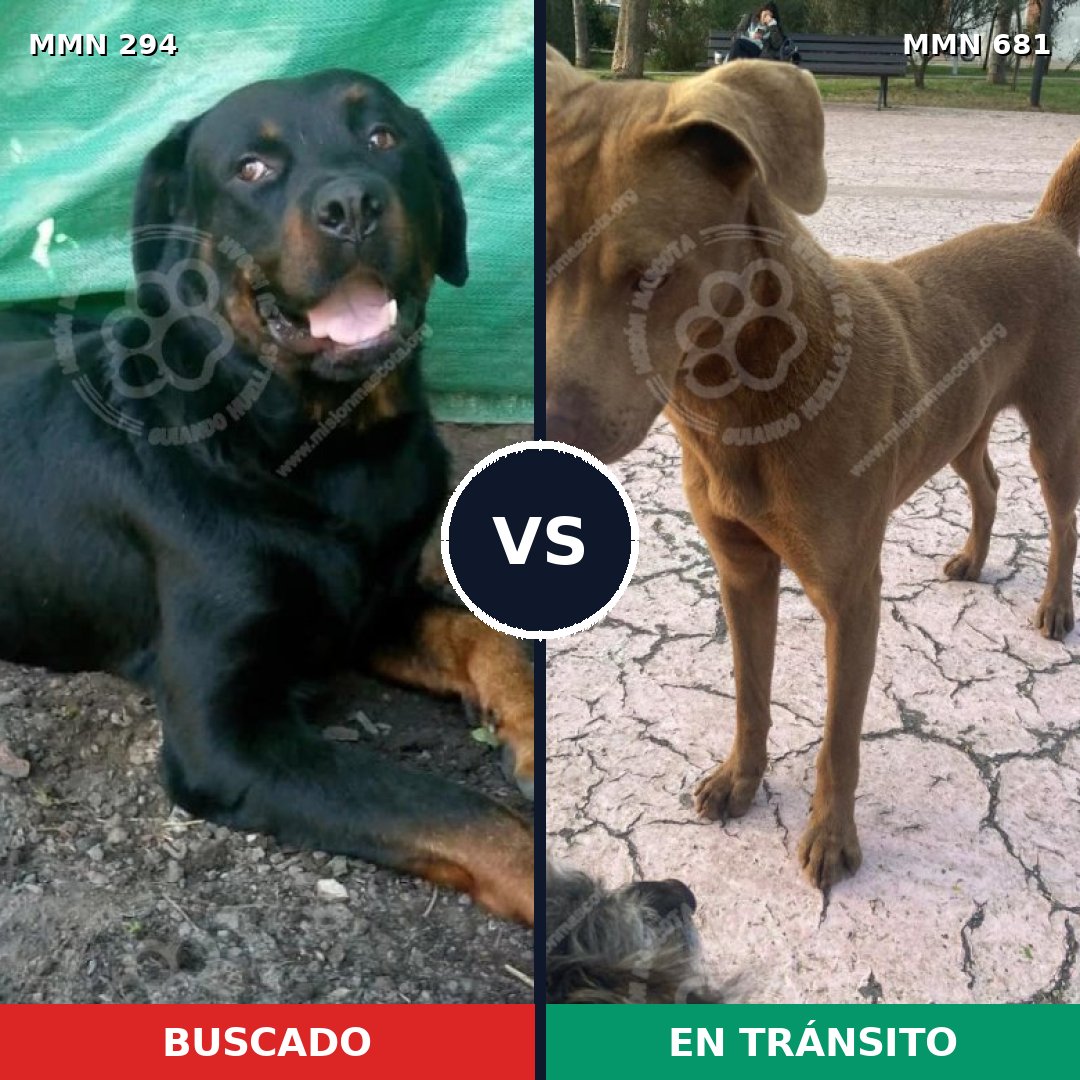 Comparativa MMS 6182: mascota perdida y mascota encontrada, 64% de similitud