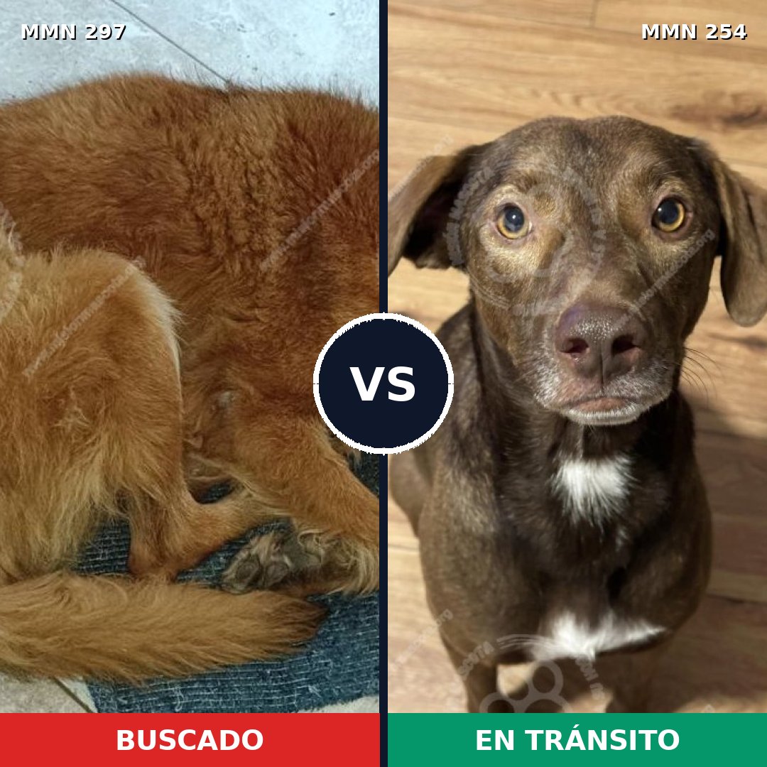 Comparativa MMS 6183: mascota perdida y mascota encontrada, 44% de similitud