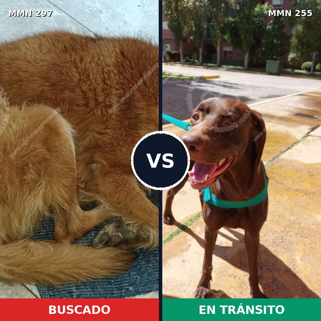 Comparativa MMS 6184: mascota perdida y mascota encontrada, 4% de similitud