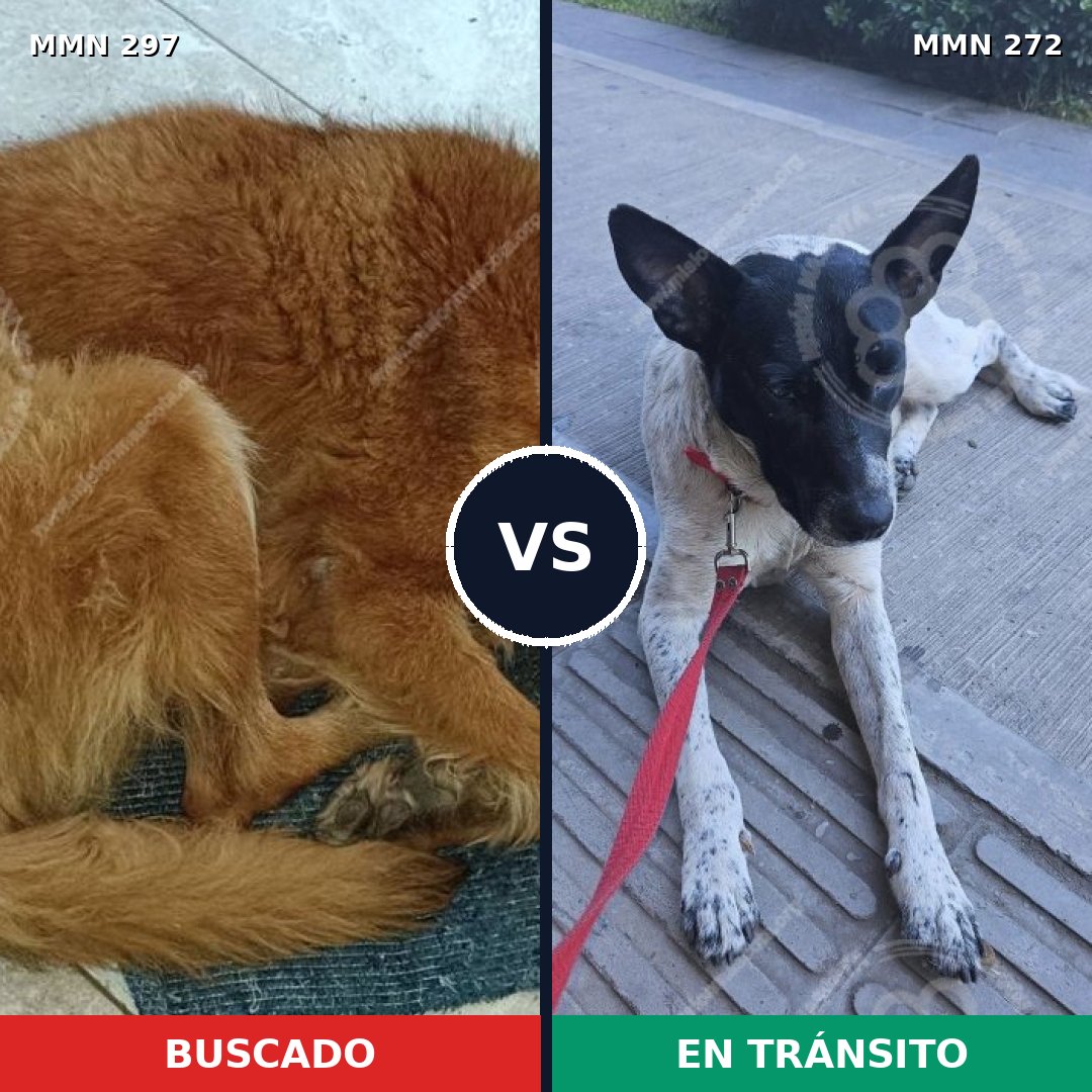 Comparativa MMS 6185: mascota perdida y mascota encontrada, 10% de similitud