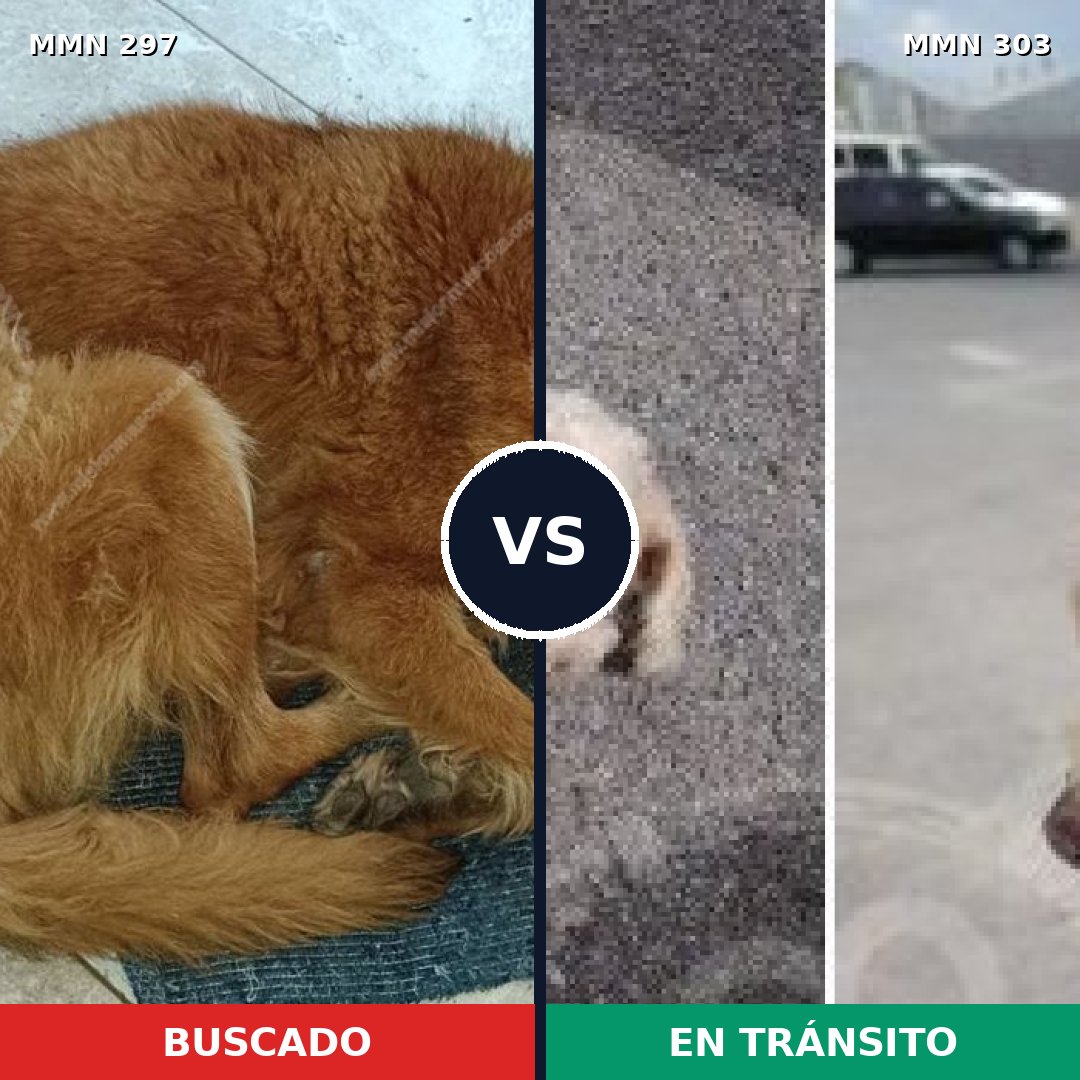 Comparativa MMS 6186: mascota perdida y mascota encontrada, 12% de similitud