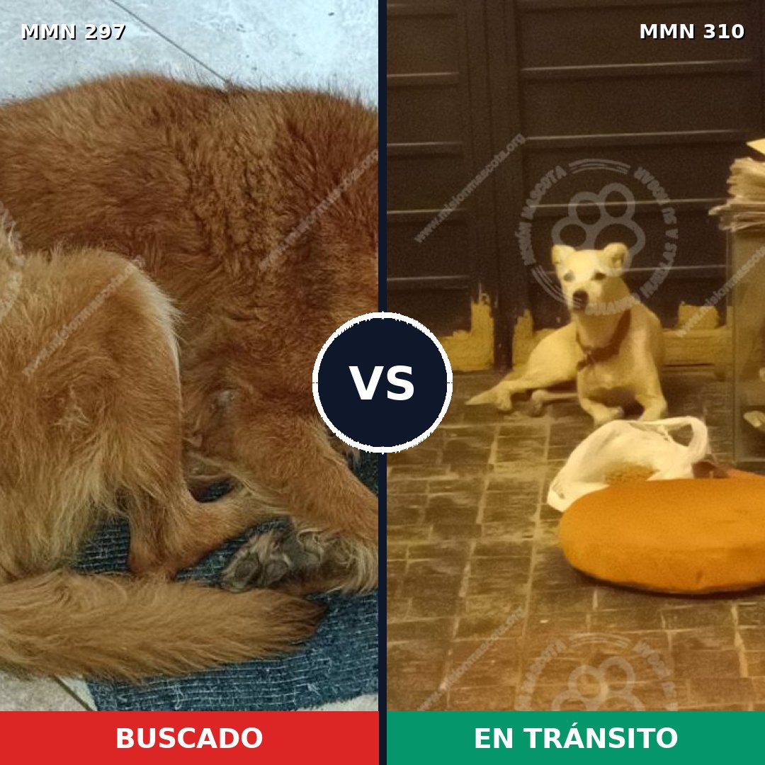 Comparativa MMS 6187: mascota perdida y mascota encontrada, 48% de similitud