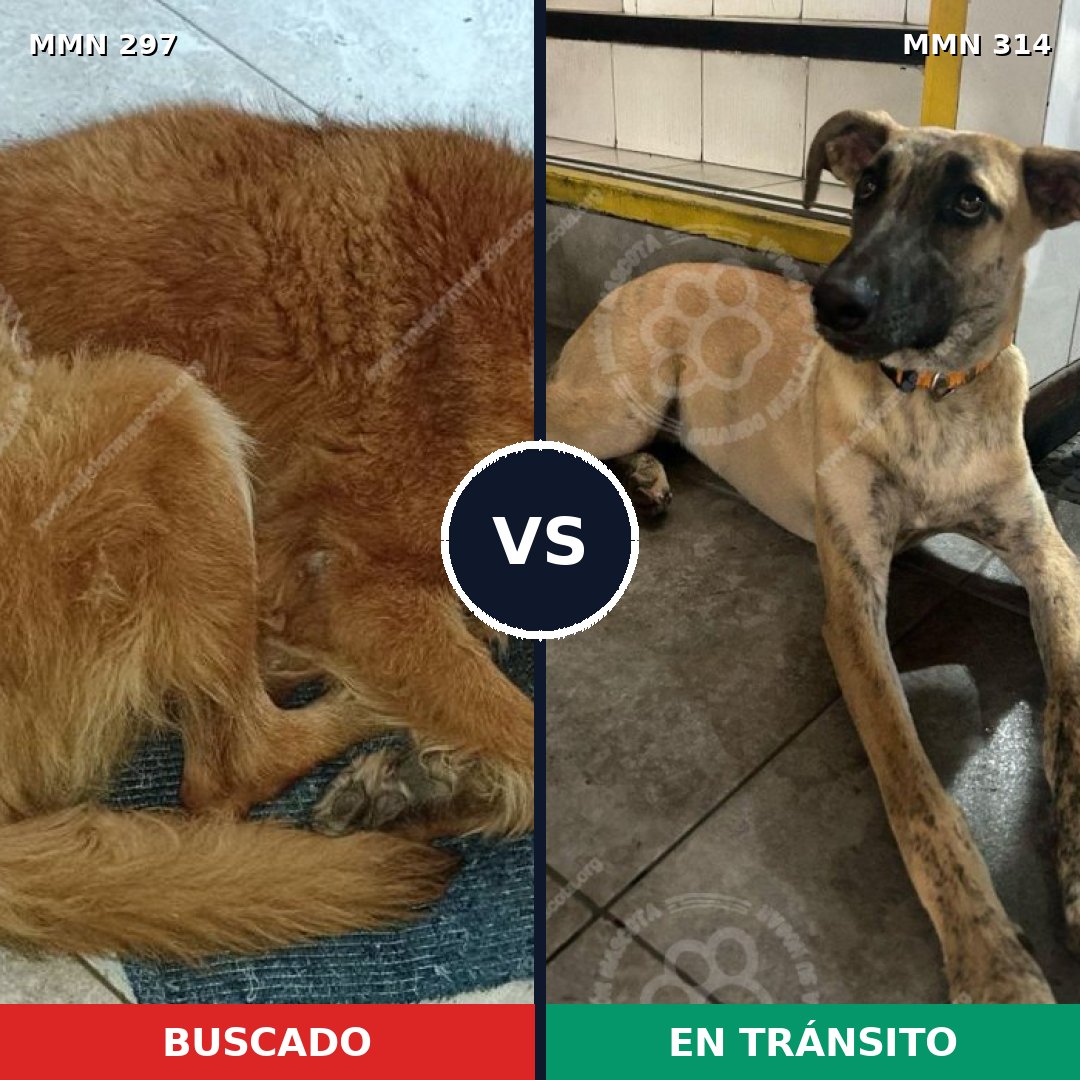 Comparativa MMS 6188: mascota perdida y mascota encontrada, 6% de similitud