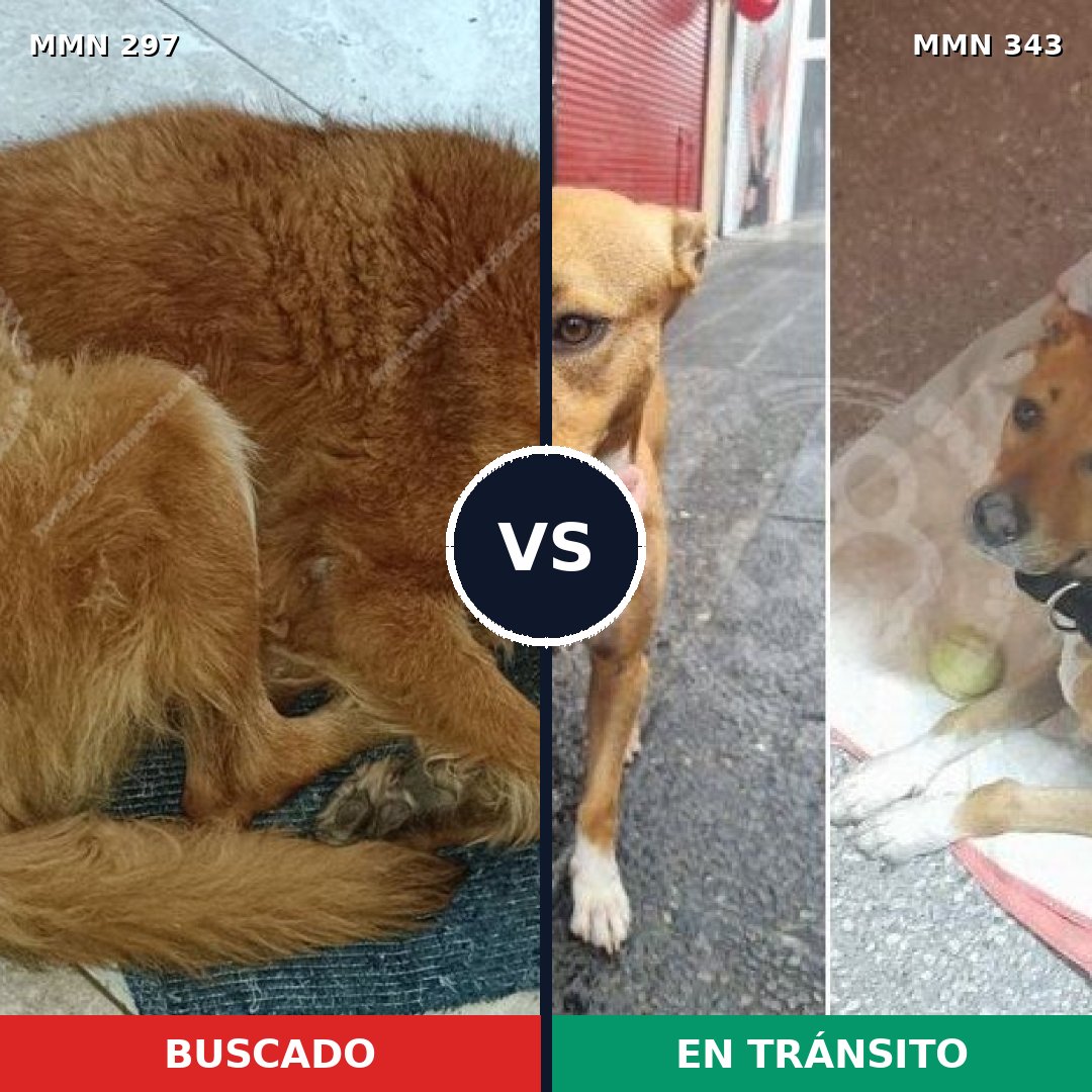 Comparativa MMS 6189: mascota perdida y mascota encontrada, 47% de similitud