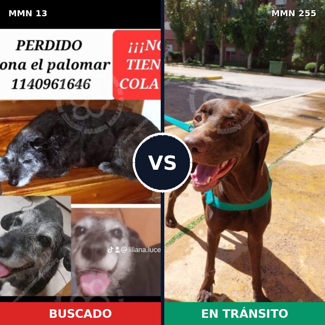 Comparativa MMS 619: mascota perdida y mascota encontrada, 58% de similitud