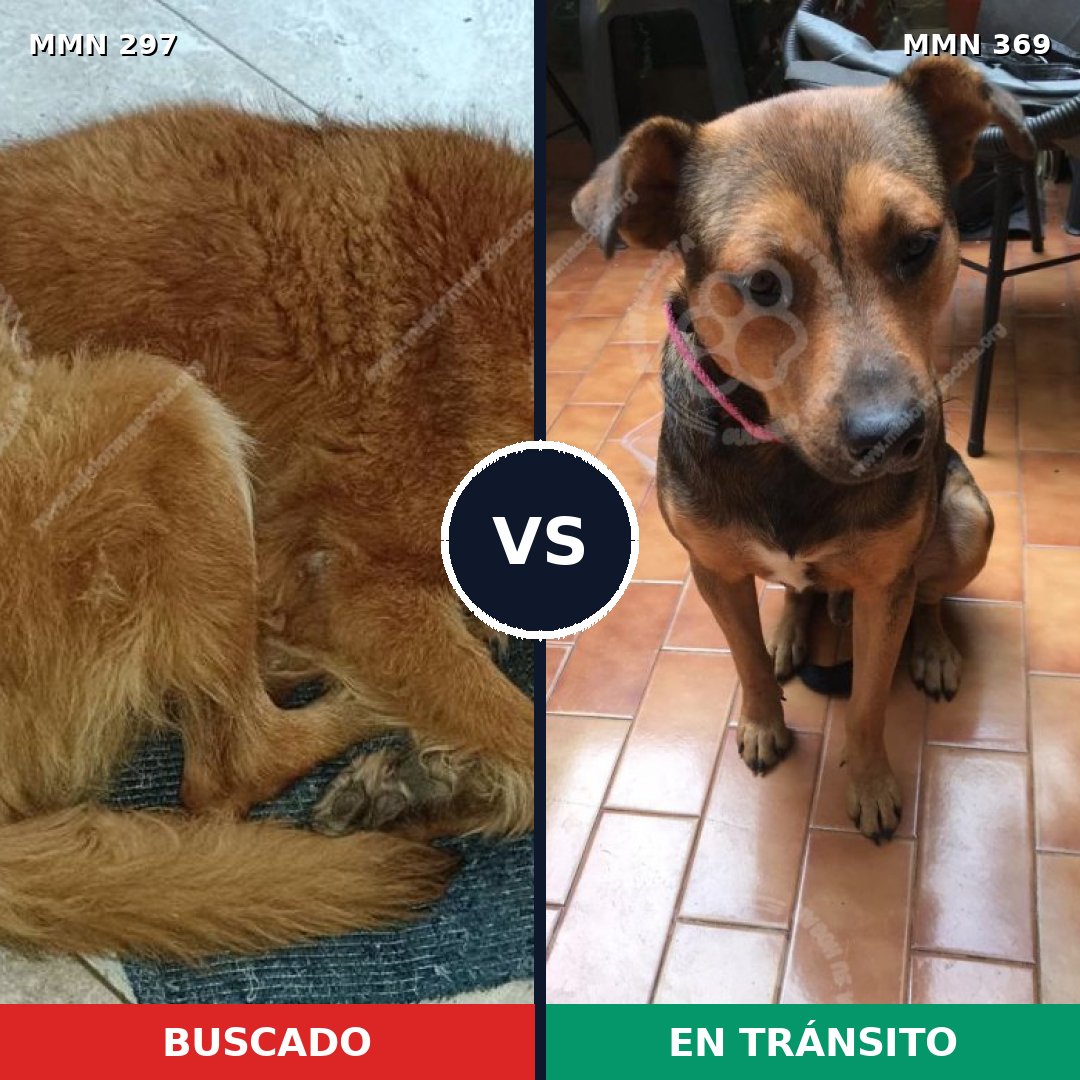 Comparativa MMS 6190: mascota perdida y mascota encontrada, 69% de similitud