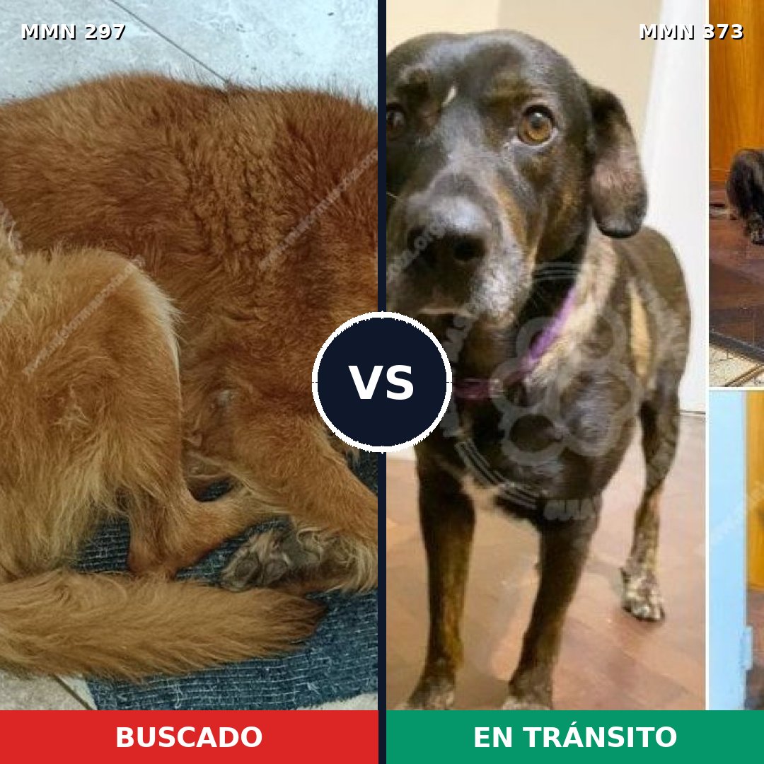 Comparativa MMS 6191: mascota perdida y mascota encontrada, 44% de similitud