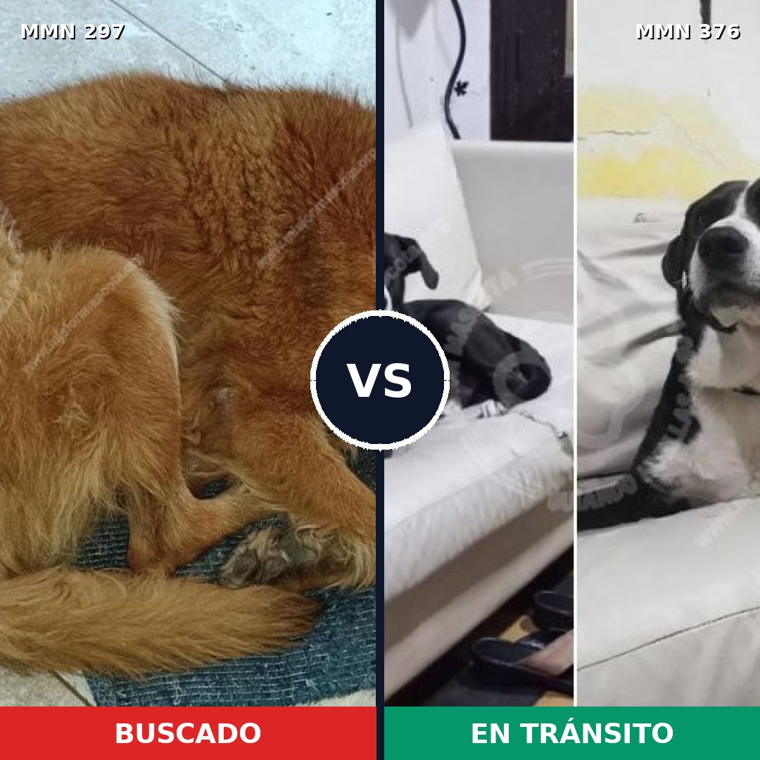 Comparativa MMS 6192: mascota perdida y mascota encontrada, 51% de similitud
