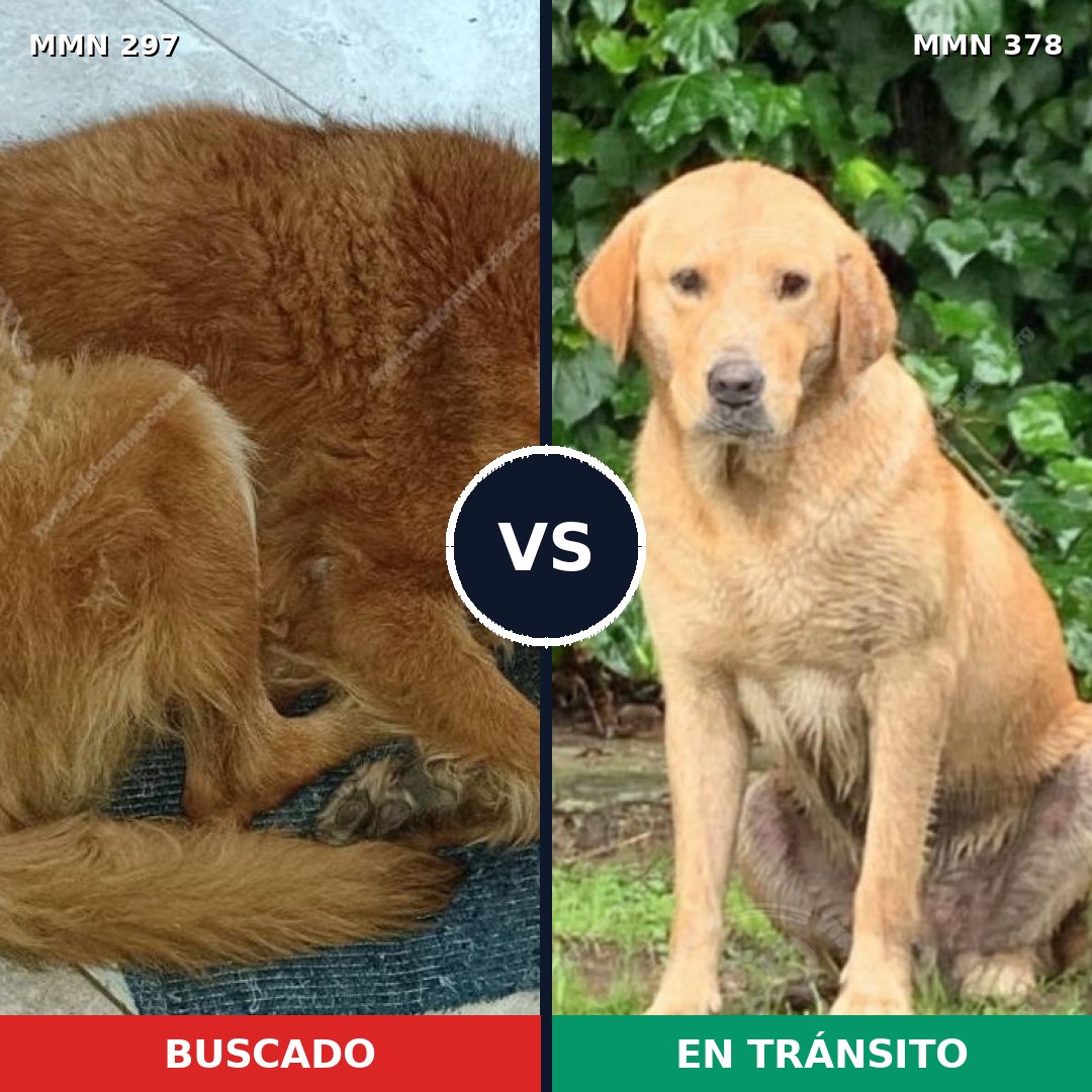 Comparativa MMS 6193: mascota perdida y mascota encontrada, 10% de similitud
