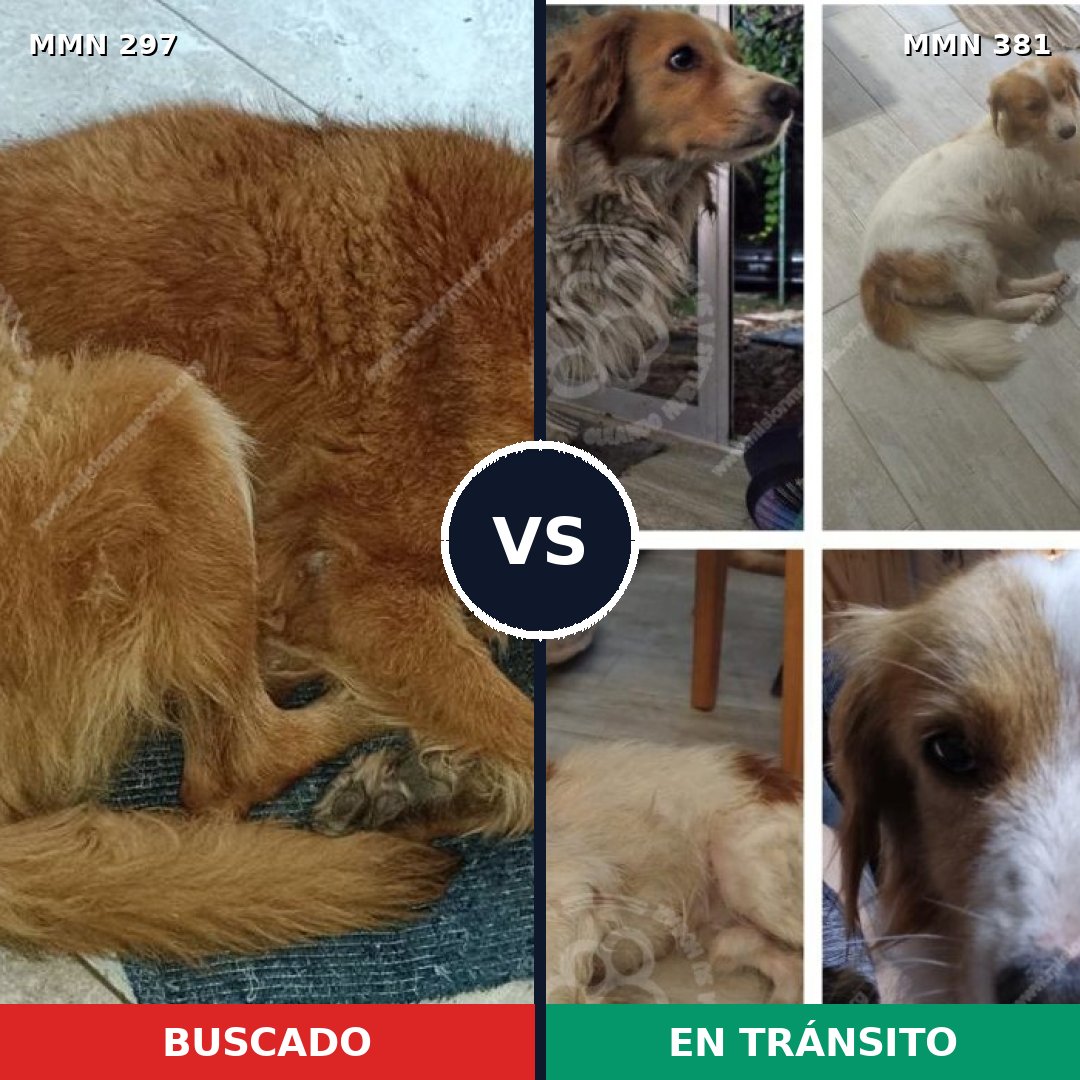 Comparativa MMS 6194: mascota perdida y mascota encontrada, 51% de similitud