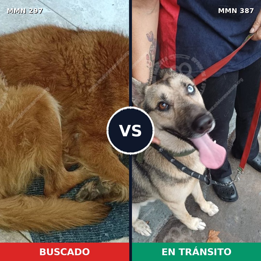 Comparativa MMS 6195: mascota perdida y mascota encontrada, 59% de similitud