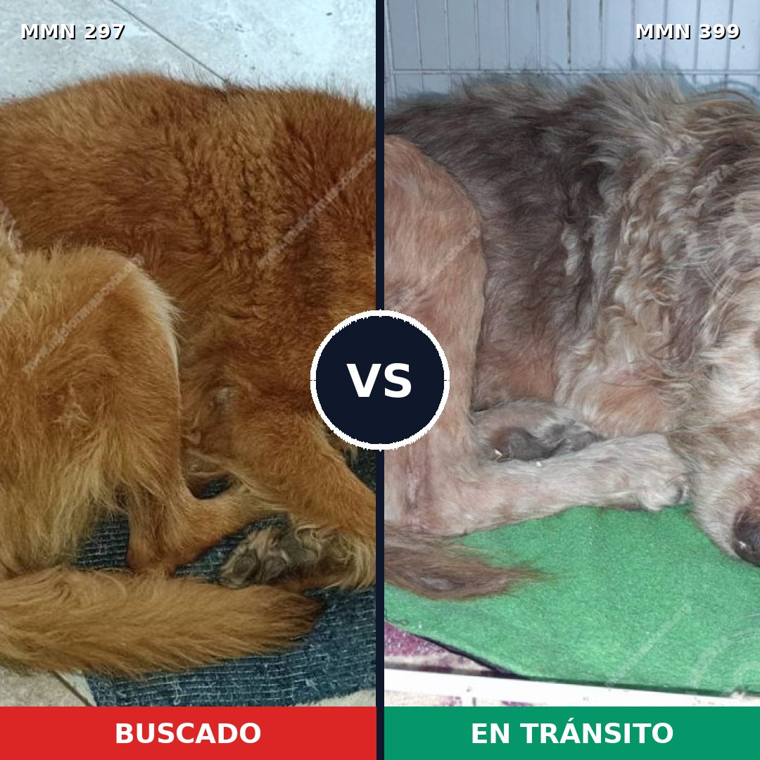 Comparativa MMS 6196: mascota perdida y mascota encontrada, 51% de similitud