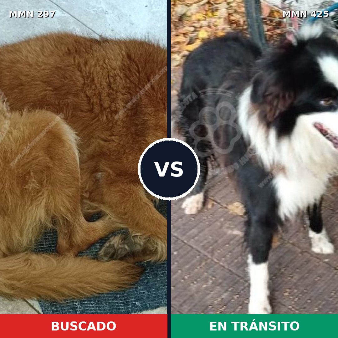 Comparativa MMS 6199: mascota perdida y mascota encontrada, 6% de similitud