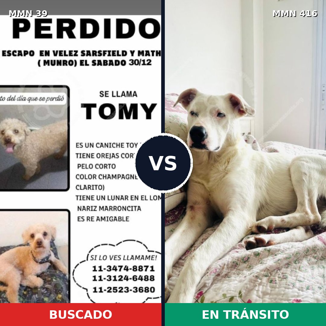 Comparativa MMS 62: mascota perdida y mascota encontrada, 27% de similitud