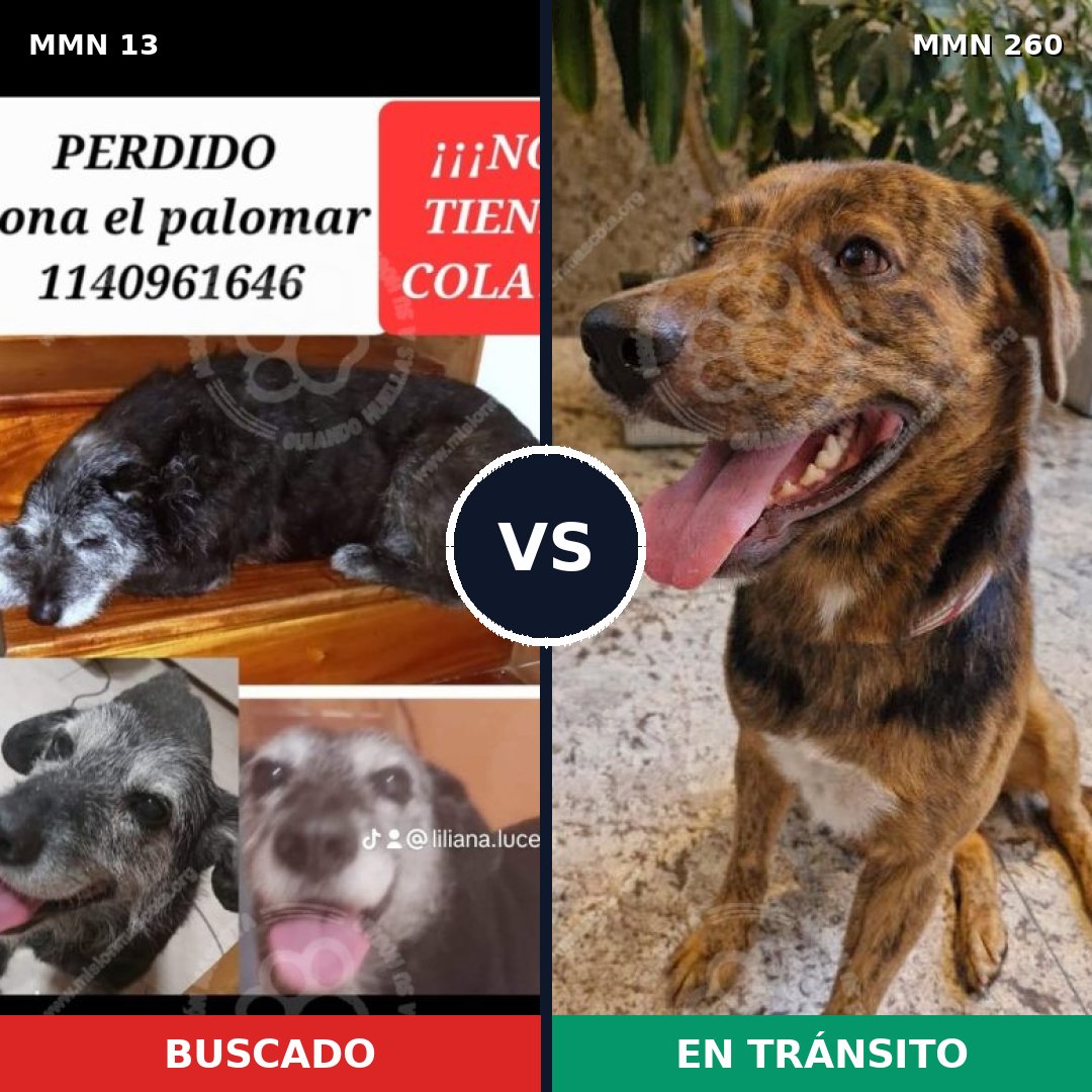 Comparativa MMS 620: mascota perdida y mascota encontrada, 73% de similitud